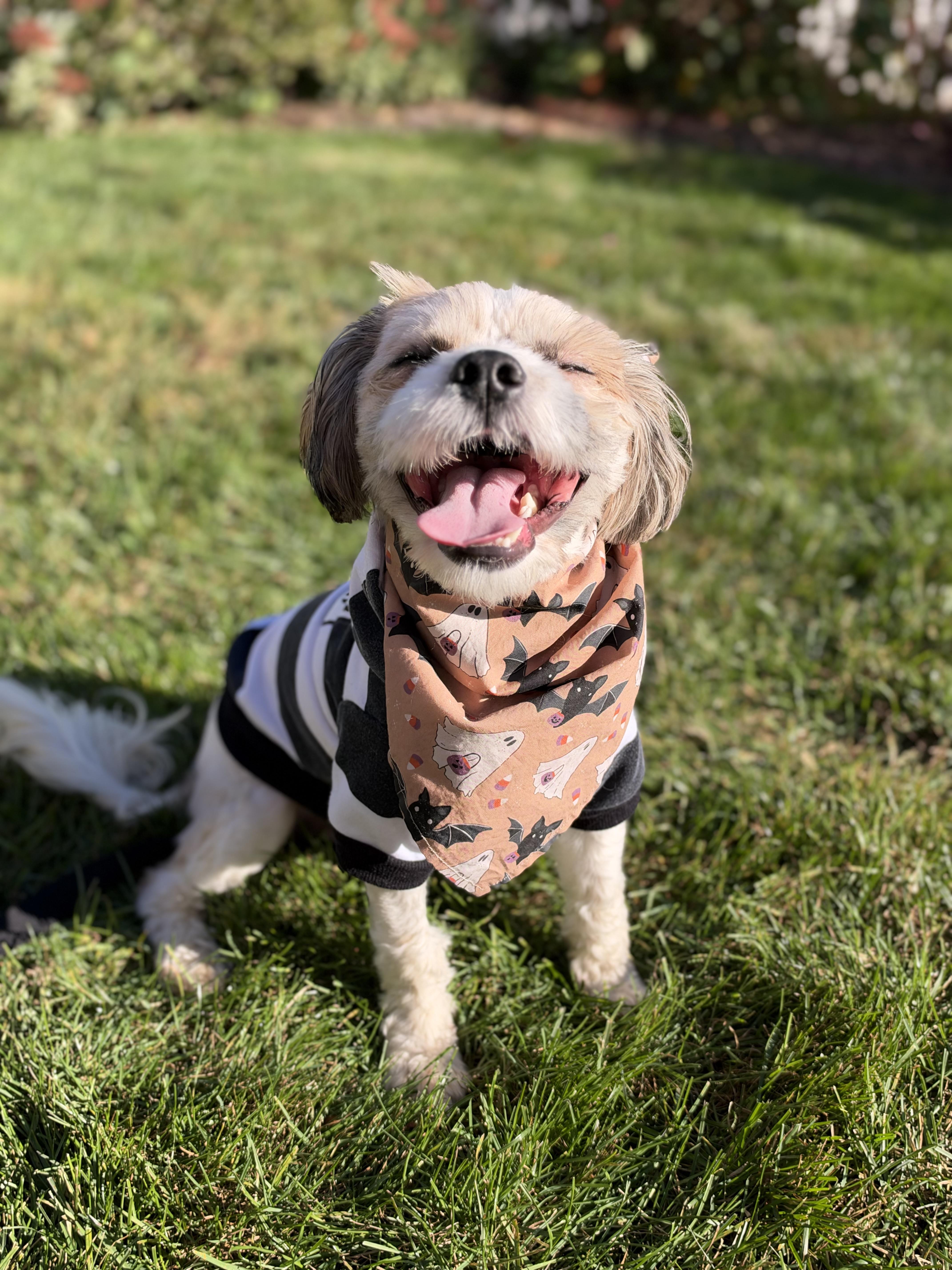 Enlarge Charlie, a Adoptable mixed breed in Thornwood, NY image 6/6