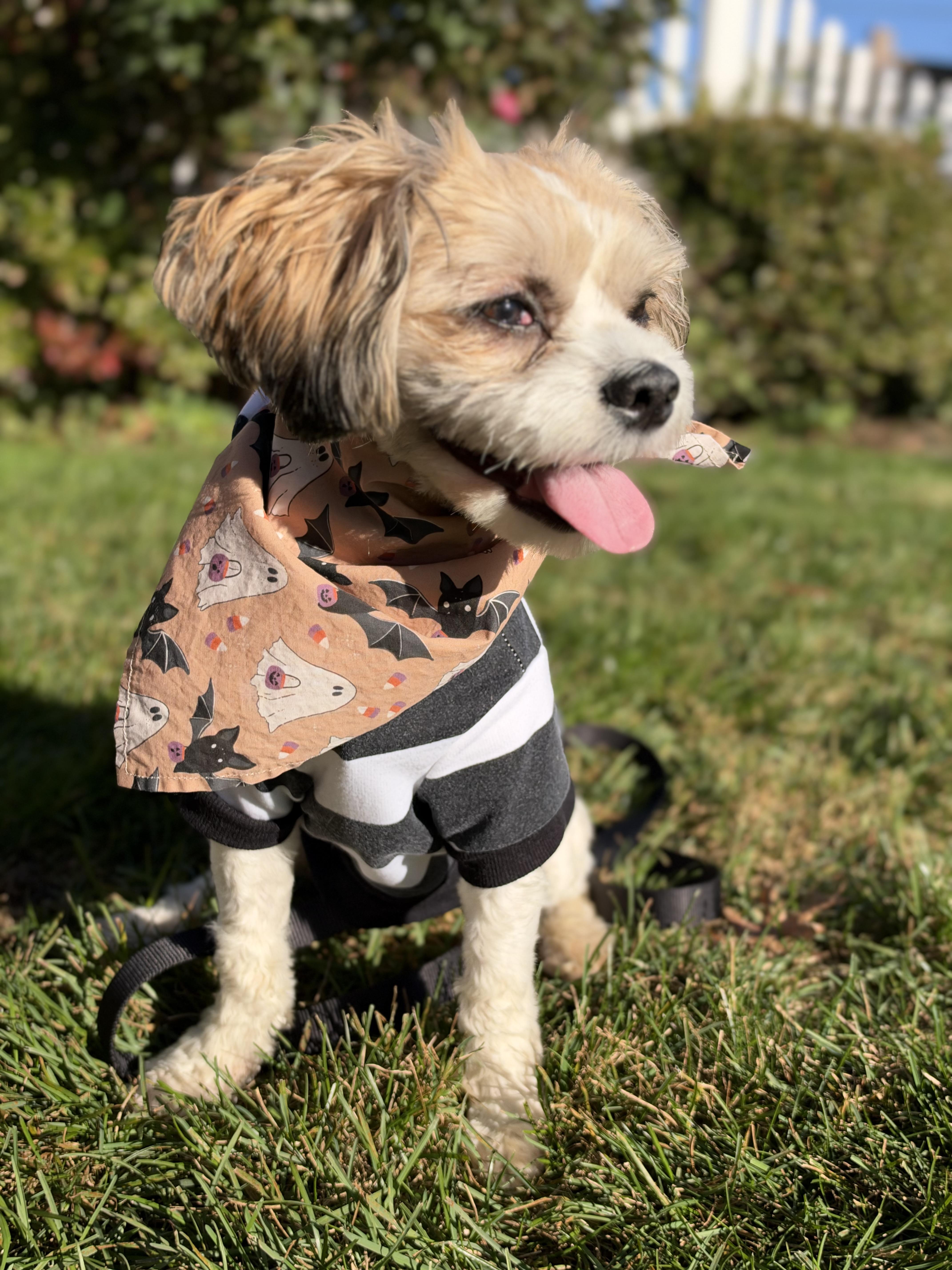Enlarge Charlie, a Adoptable mixed breed in Thornwood, NY image 5/6