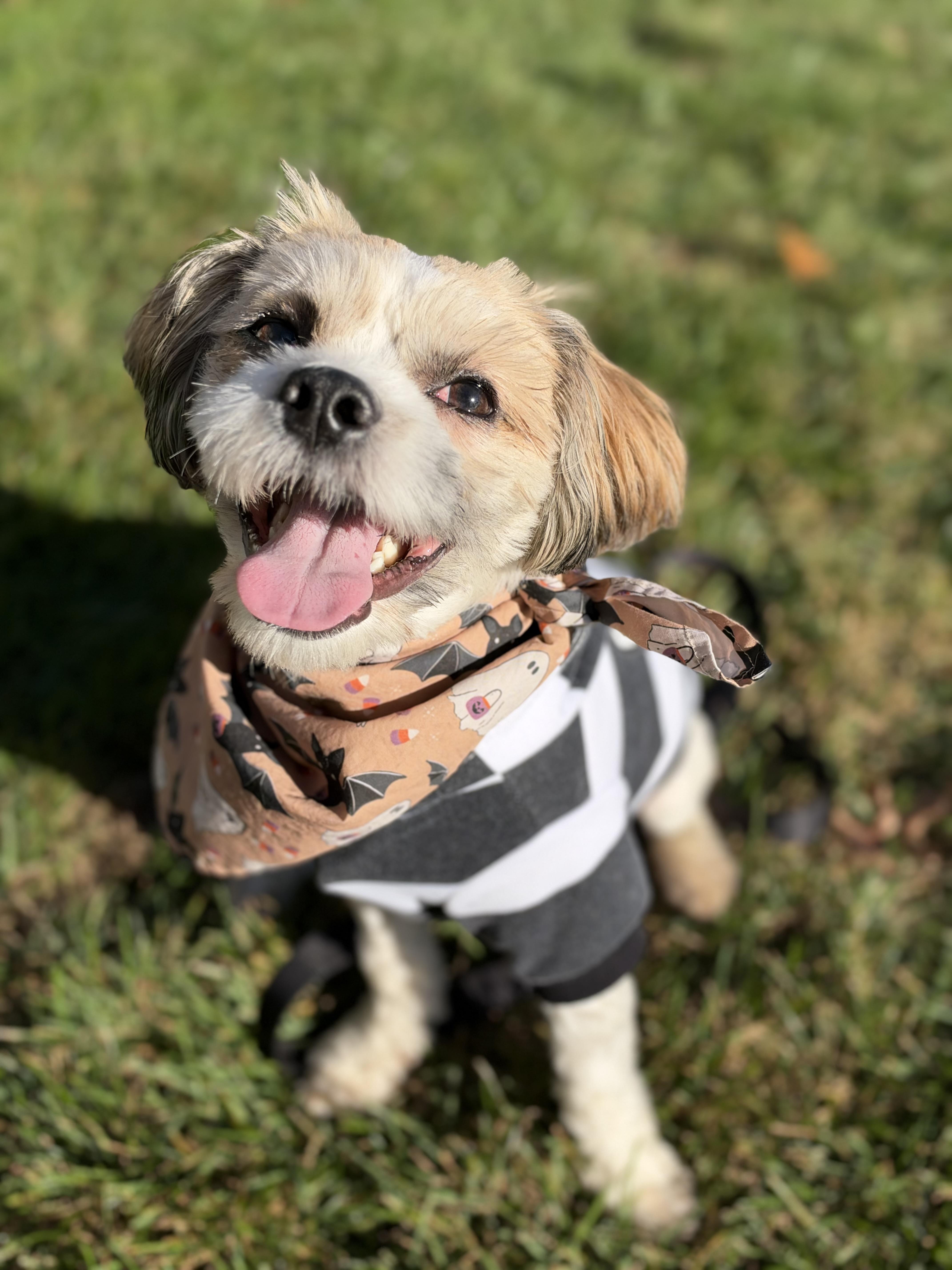 Enlarge Charlie, a Adoptable mixed breed in Thornwood, NY image 4/6