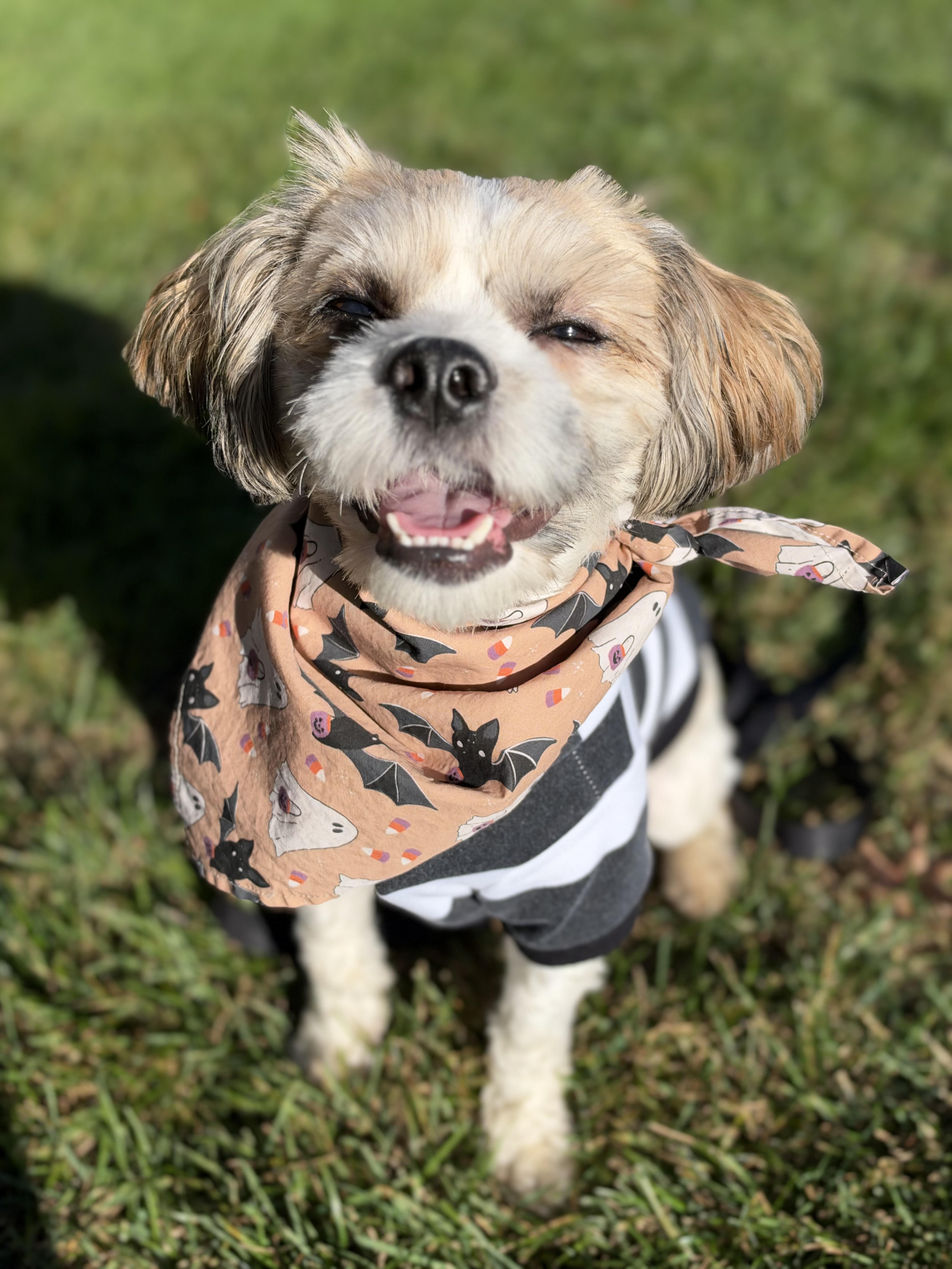 Enlarge Charlie, a Adoptable mixed breed in Thornwood, NY image 2/6