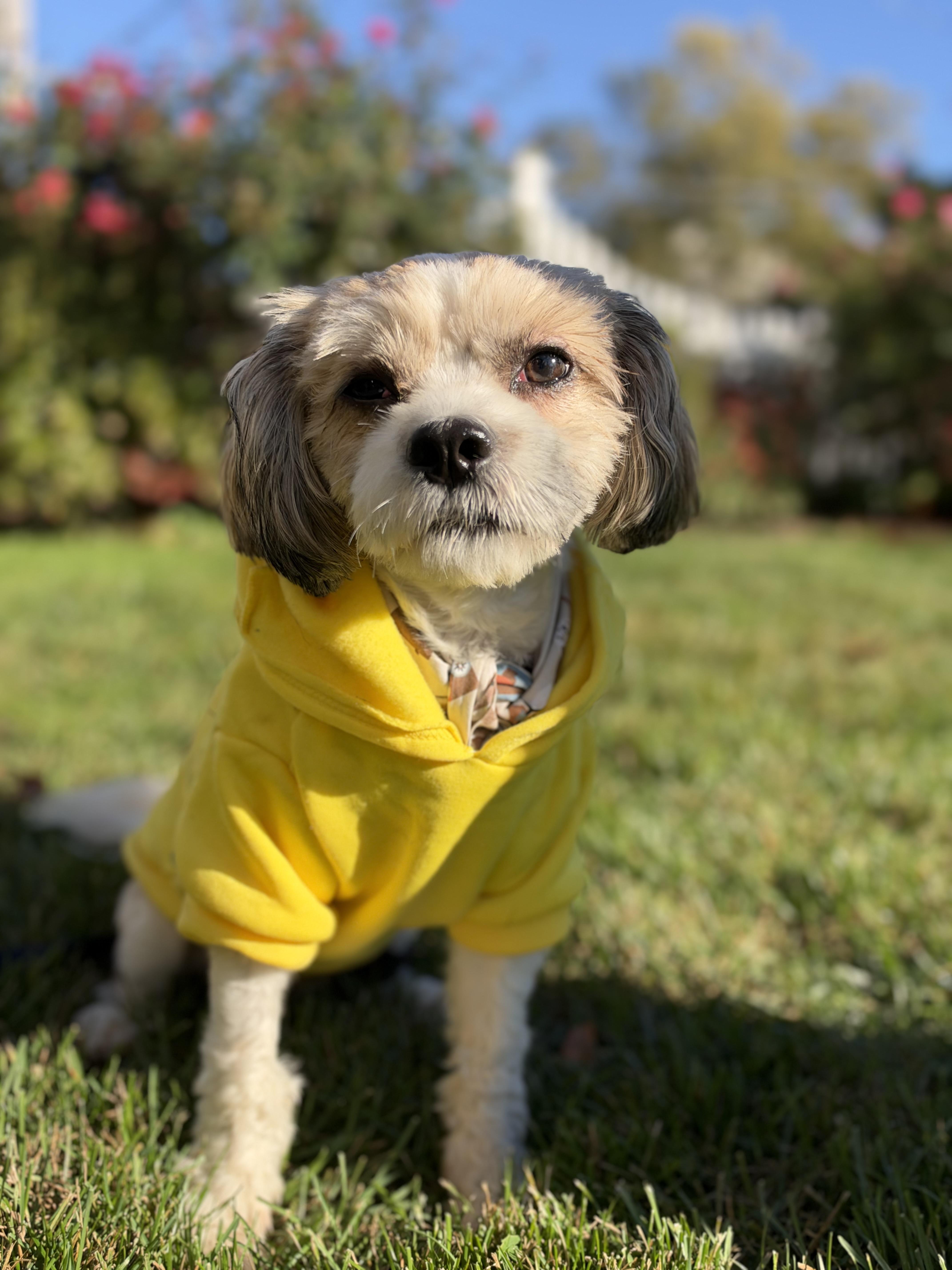 Charlie, Adoptable, Adult Male Havanese & Cavalier King Charles Spaniel.