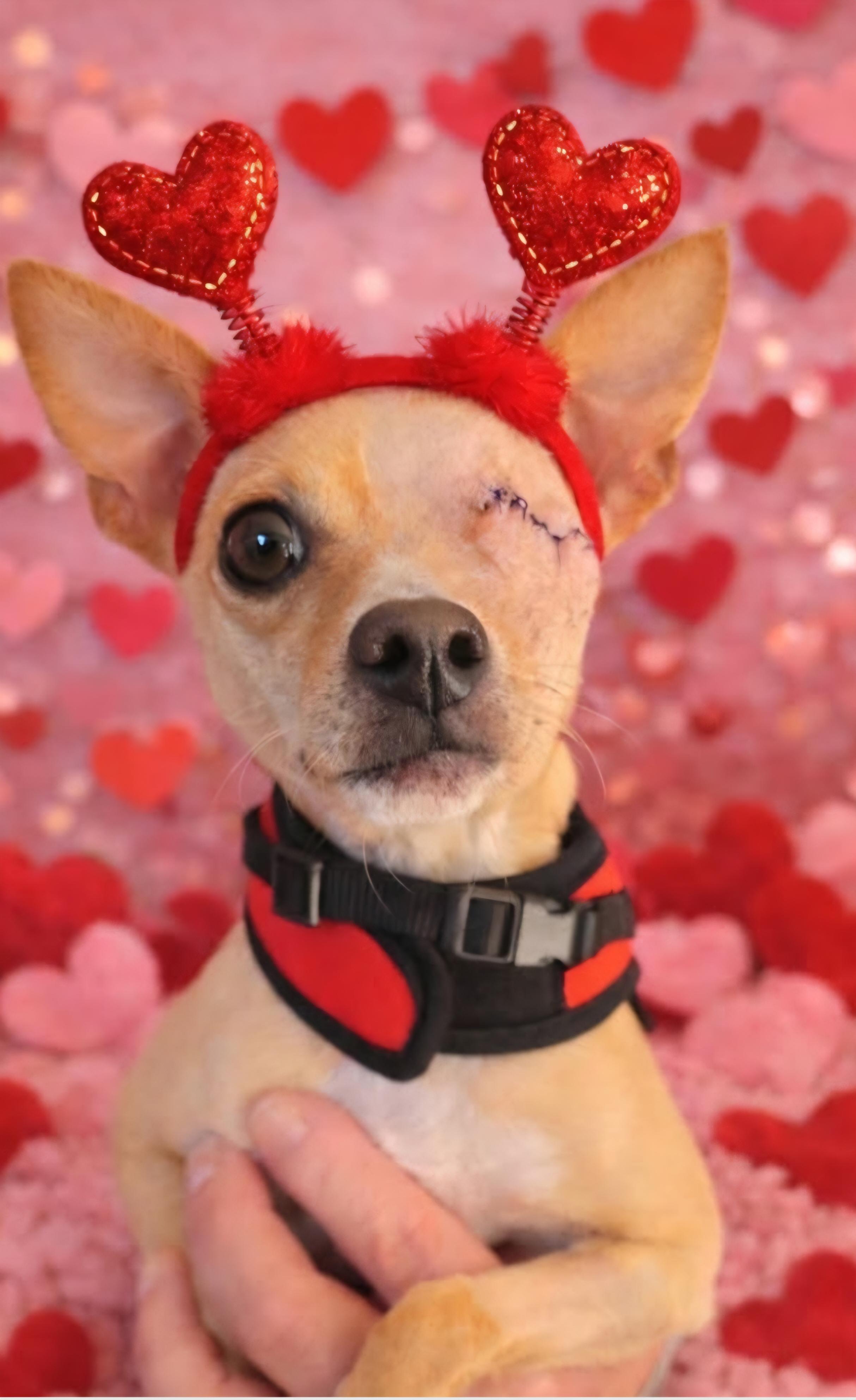 Poncho, ADOPTABLE, Adult Male Chihuahua.