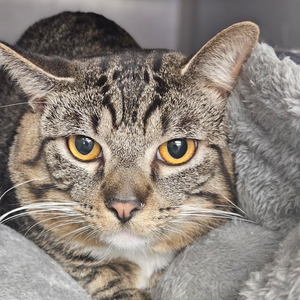 Martin, a Adoptable Domestic Short Hair in Midland, TX image 1/3
