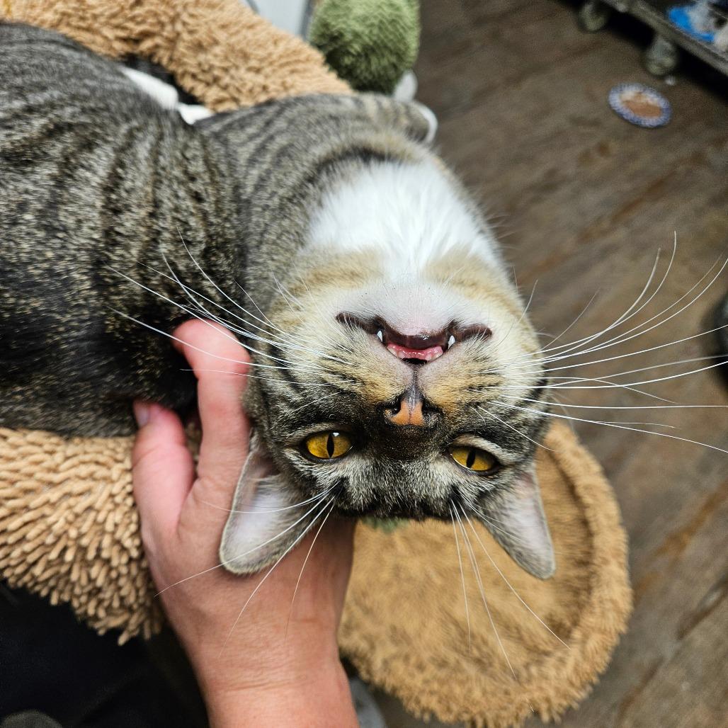 Martin, a Adoptable Domestic Short Hair in Midland, TX image 2/3