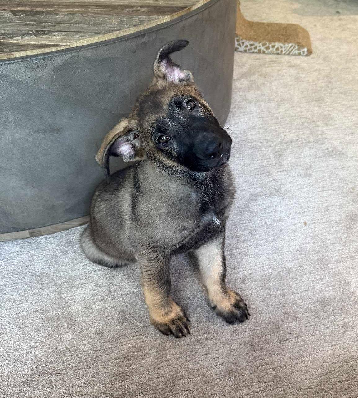 Enlarge Marco-Summer Resort litter-. Aka Moss, a Adopted German Shepherd Dog in Gretna, NE image 1/3