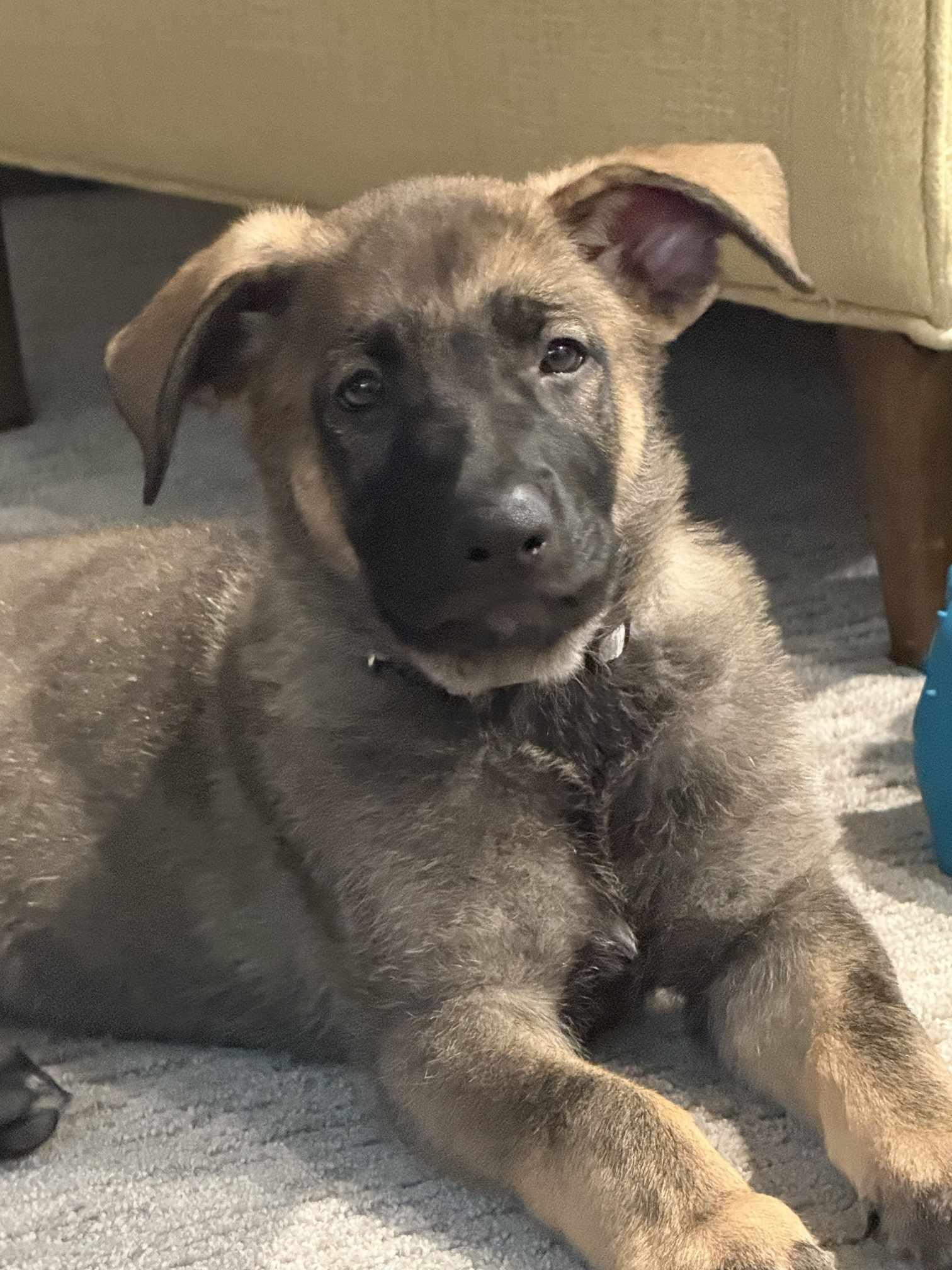 Enlarge Marco-Summer Resort litter-. Aka Moss, a Adopted German Shepherd Dog in Gretna, NE image 3/3