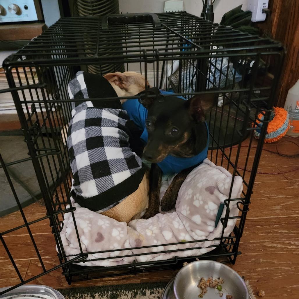 Whiskey, Adoptable, Young Male Chihuahua & Terrier.