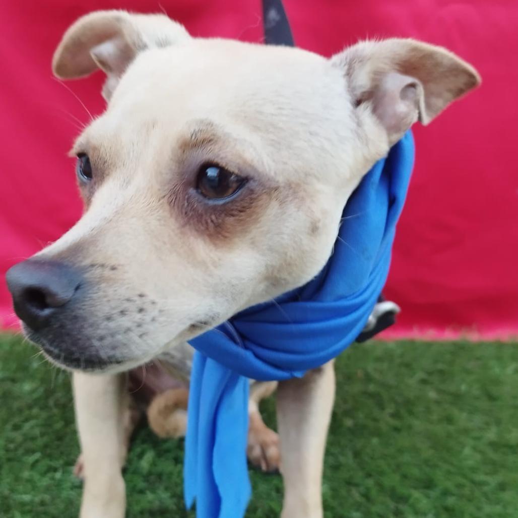 Enlarge Whiskey, a Adoptable mixed breed in San Diego, CA image 2/3