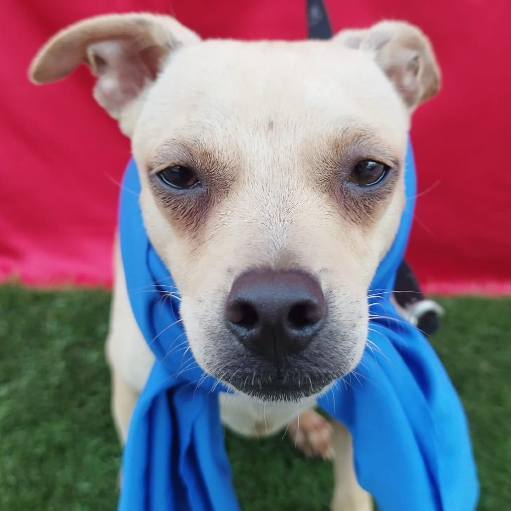 Enlarge Whiskey, a Adoptable mixed breed in San Diego, CA image 3/3