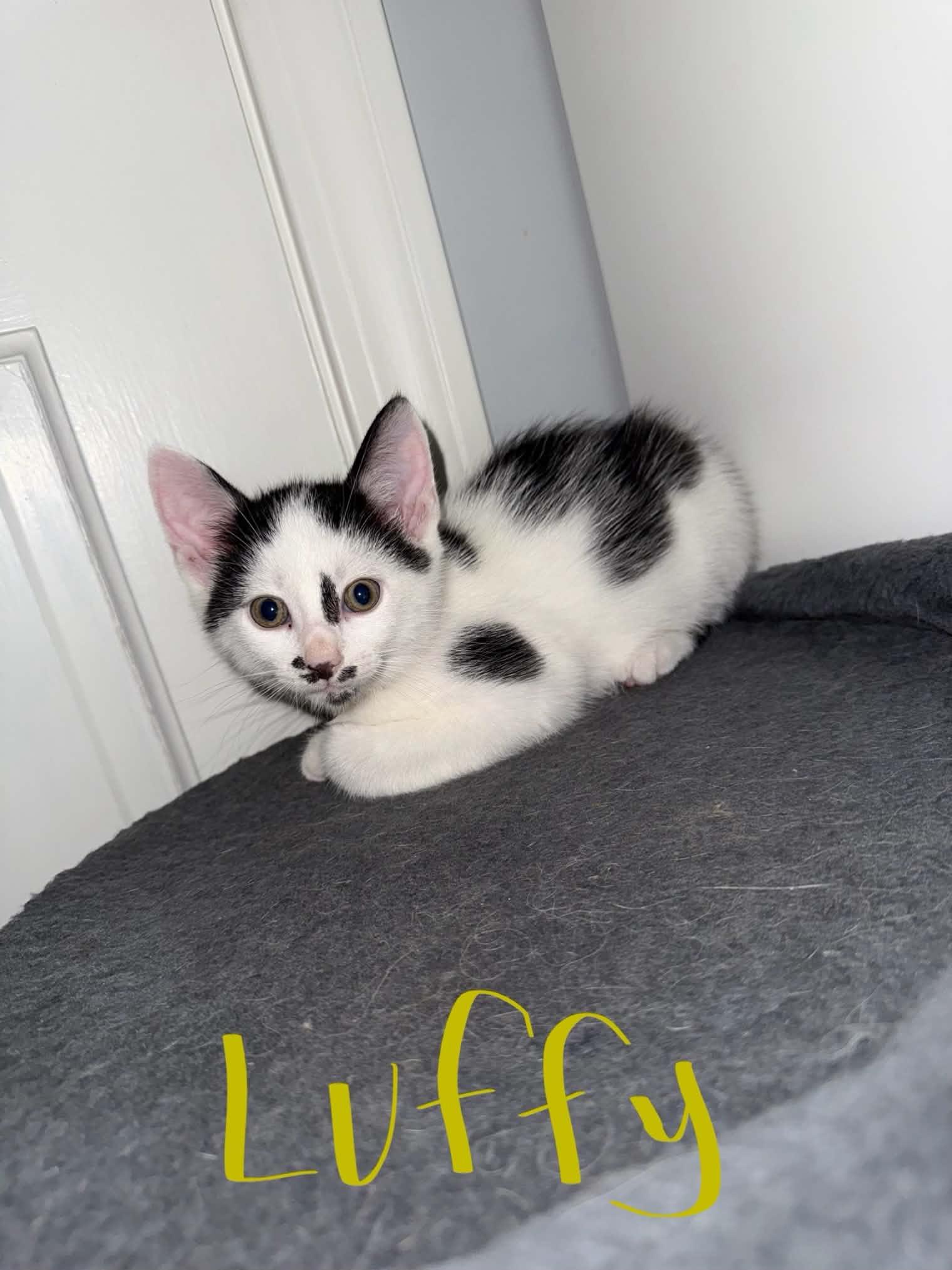 Luffy, Adoptable, Kitten Female Domestic Short Hair.