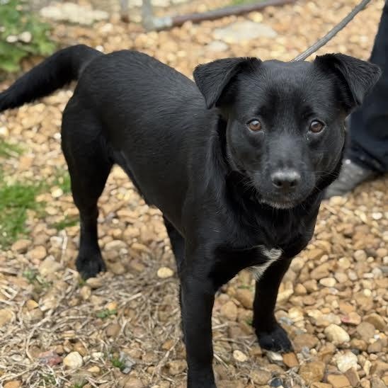 Storm, ADOPTABLE, Young Male Labrador Retriever.