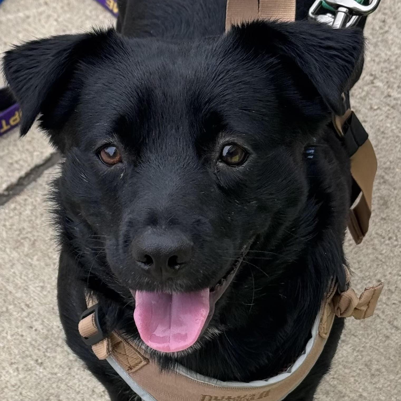 Storm, ADOPTABLE, Young Male Labrador Retriever.