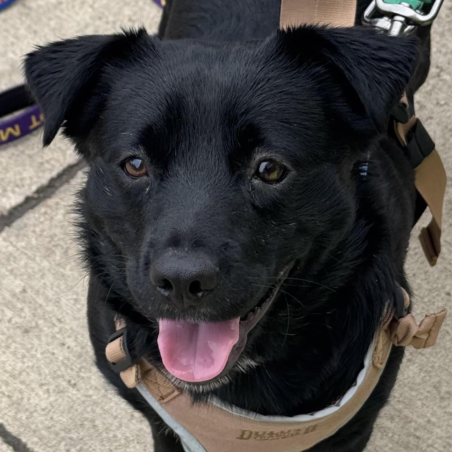 Enlarge Storm, a ADOPTABLE mixed breed in Water Valley, MS image 2/3