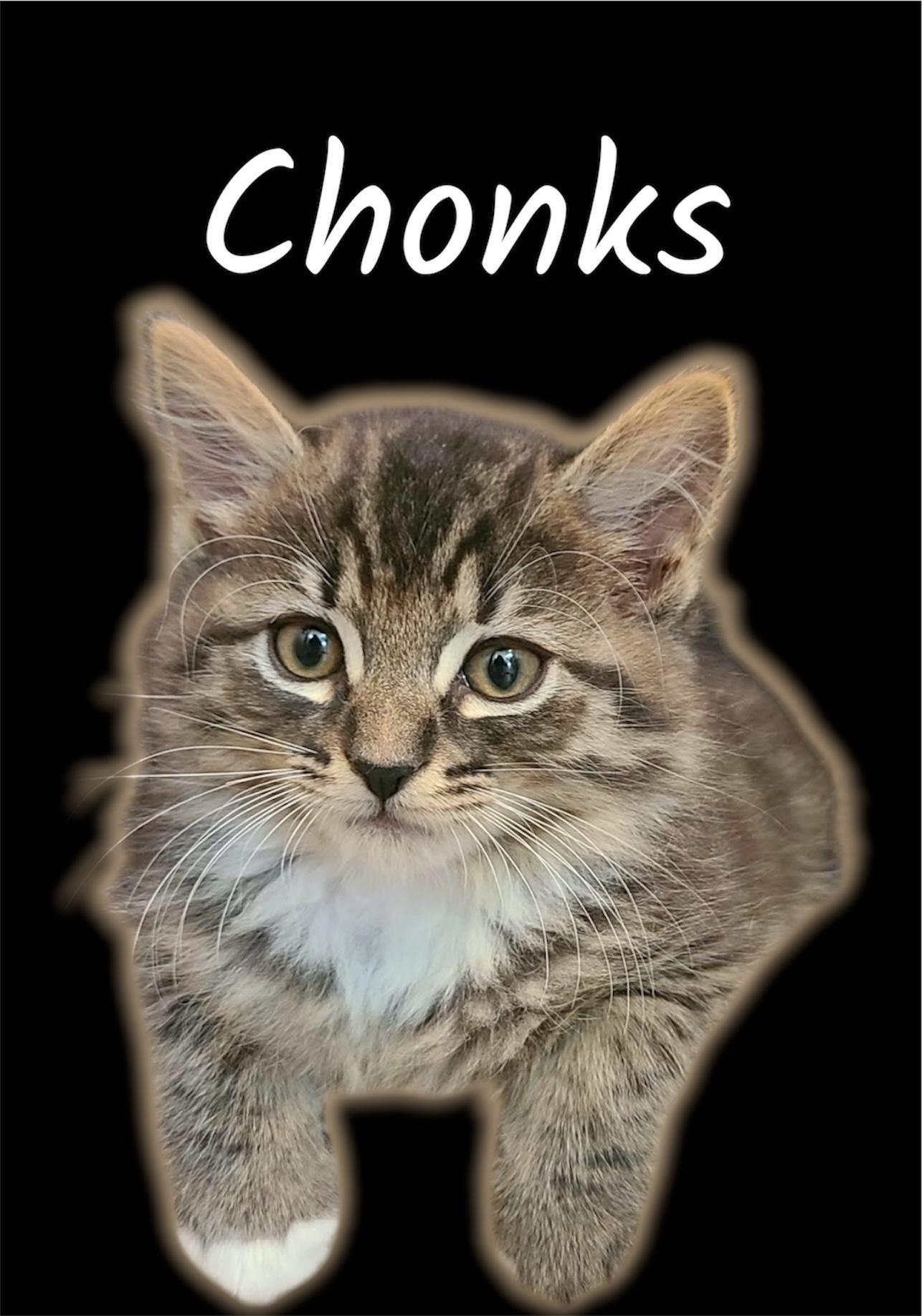 Chonks, ADOPTABLE, Kitten Male Domestic Long Hair.