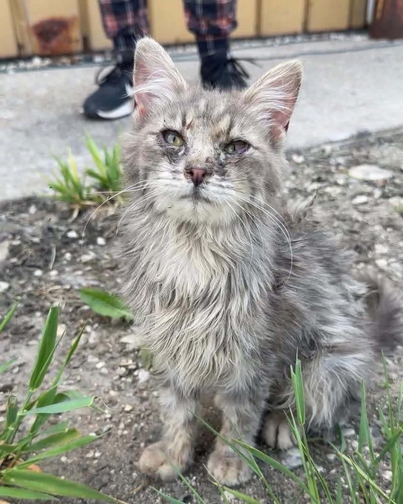 Mitsy, Adoptable, Kitten Female Domestic Medium Hair.