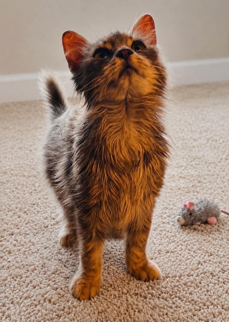 Mitsy, a Adoptable mixed breed in Fond Du Lac, WI image 3/4