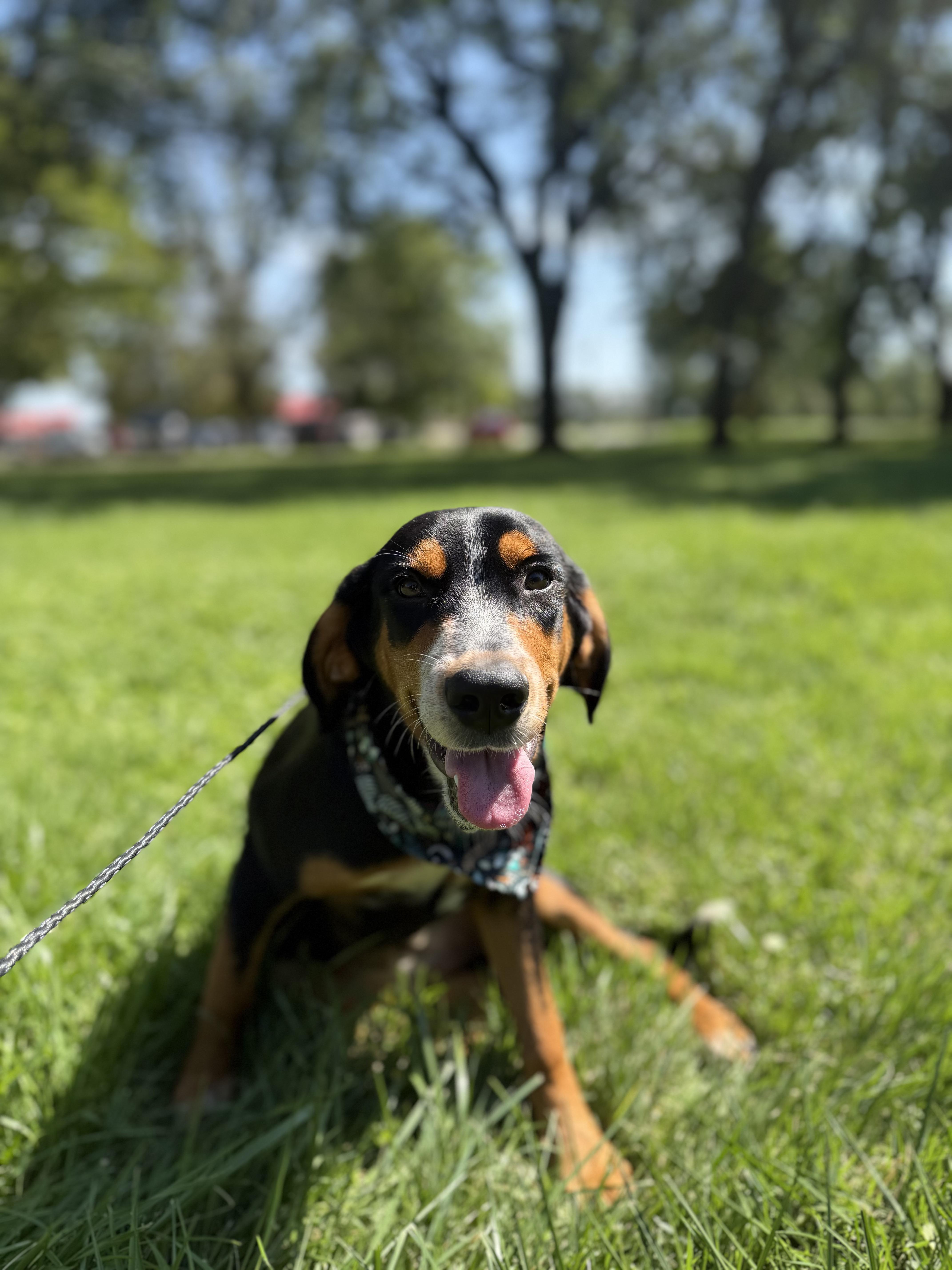 Enlarge Ember, a Adopted mixed breed in Upper Sandusky, OH image 2/3