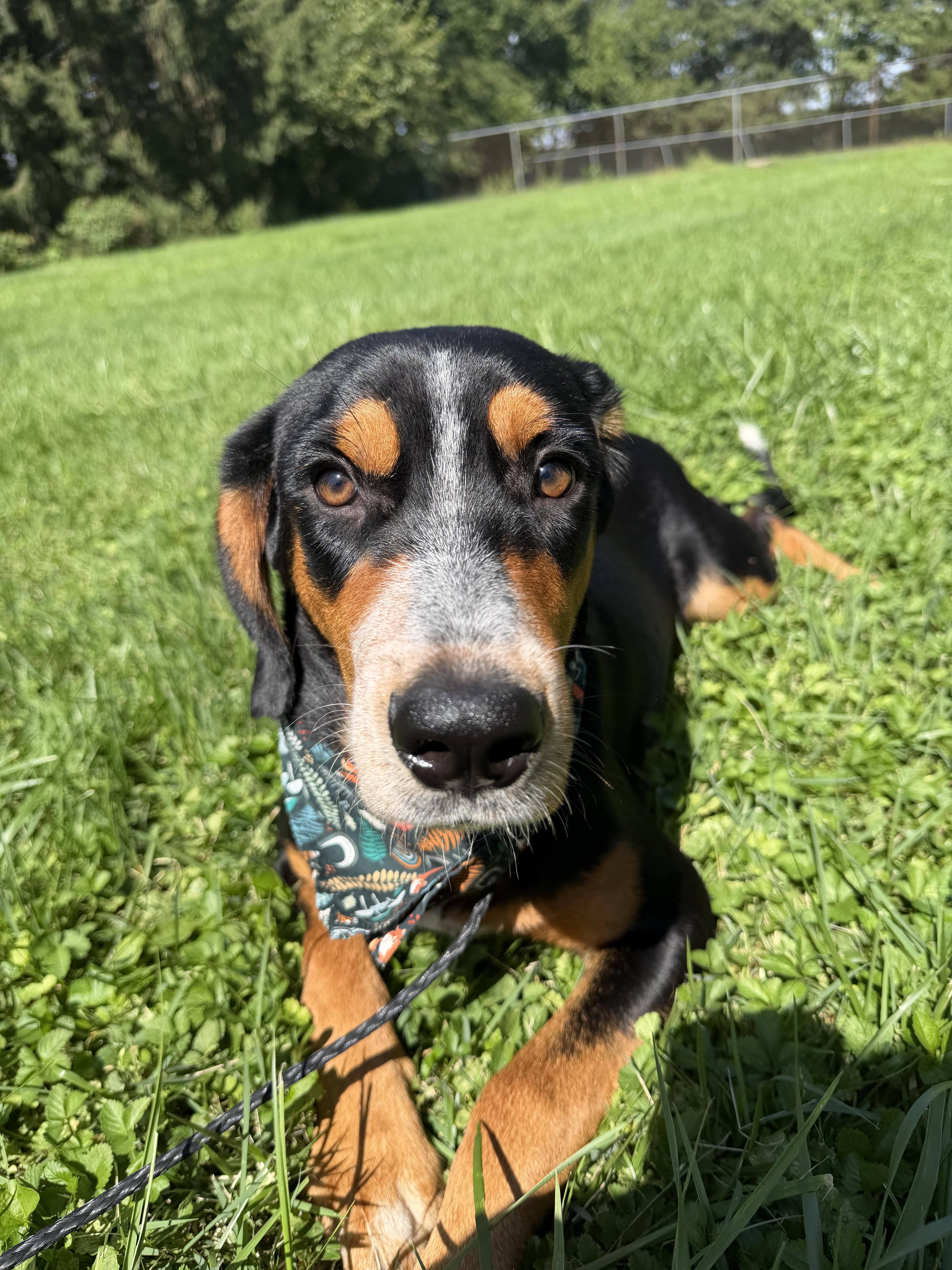 Ember, Adopted, Young Female Hound.