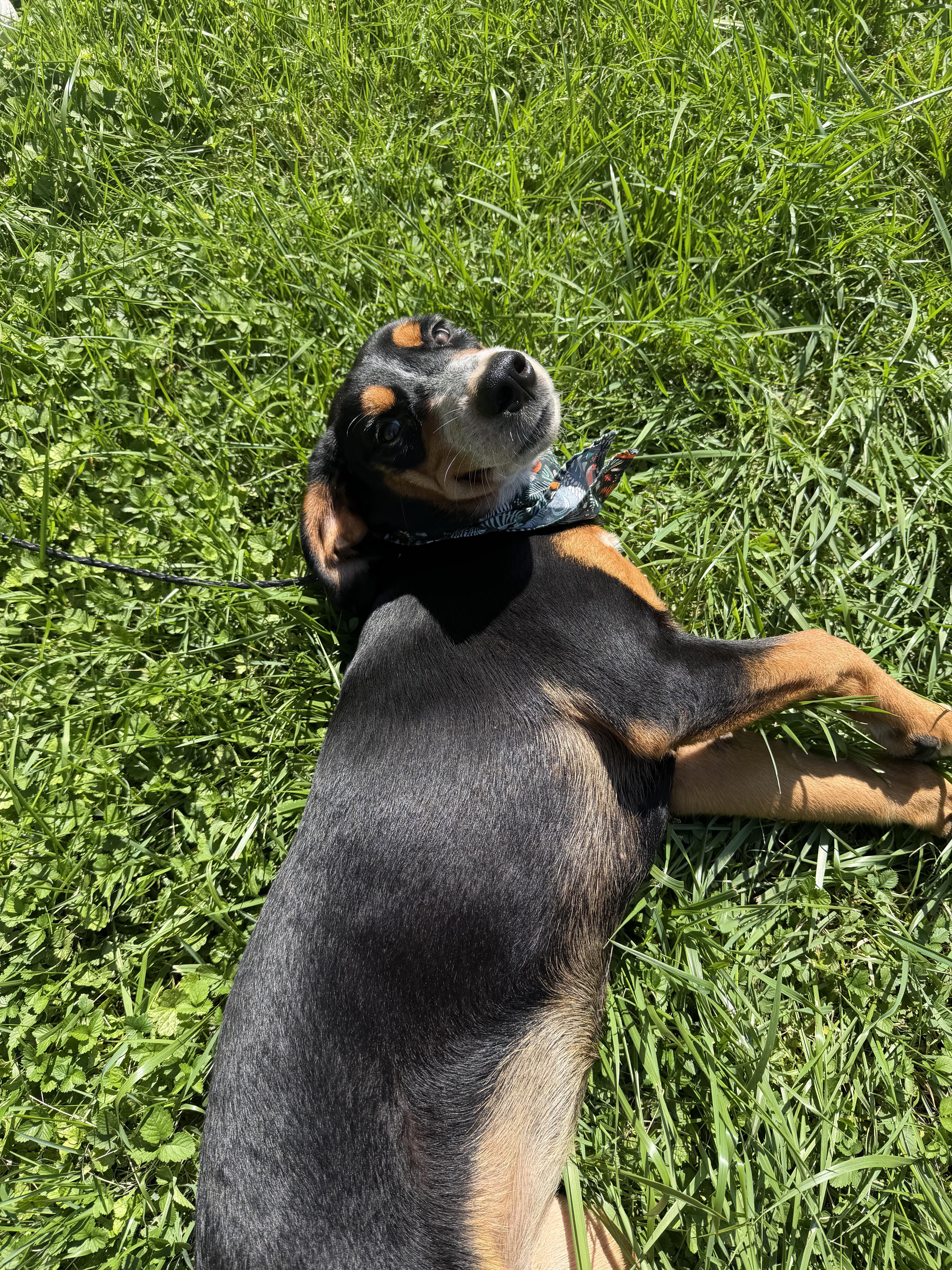 Enlarge Ember, a Adopted mixed breed in Upper Sandusky, OH image 3/3
