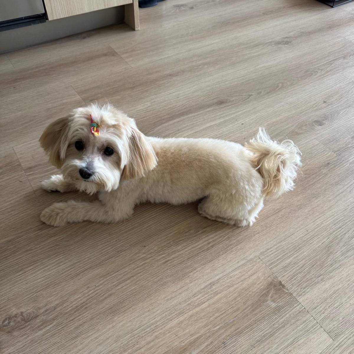 Nola, a ADOPTABLE Maltipoo in Miami, FL image 1/2