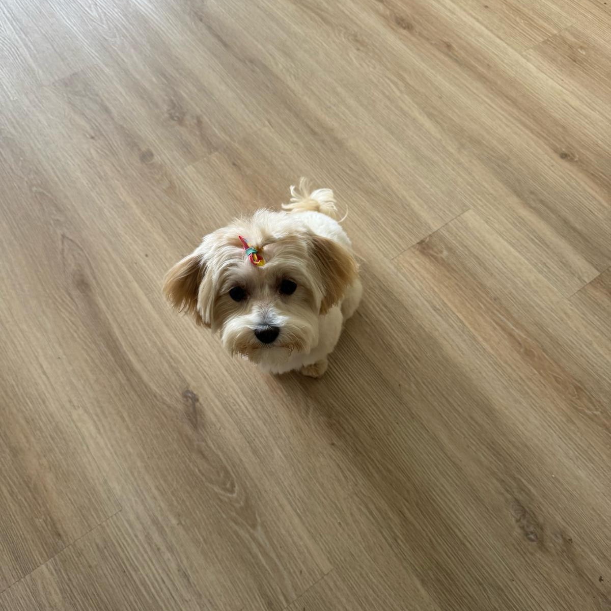 Nola, a ADOPTABLE Maltipoo in Miami, FL image 2/2