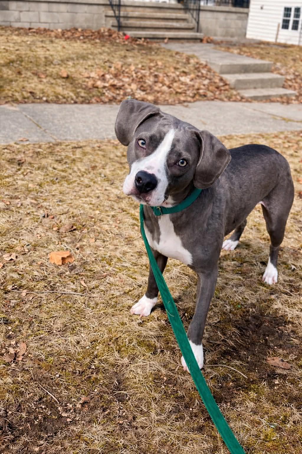 Penelope , adoptable, Young Female Pit Bull Terrier.