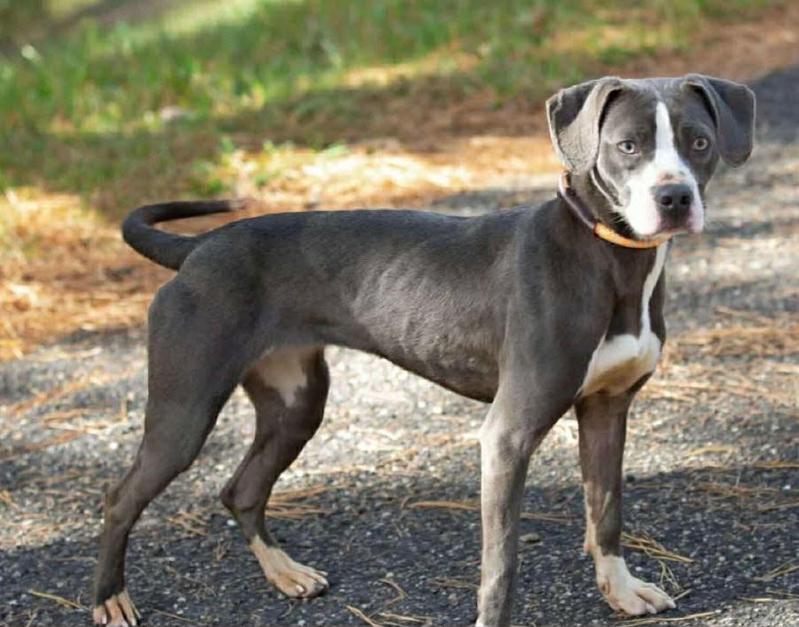 Enlarge Penelope , a ADOPTABLE Pit Bull Terrier in Grand Rapids, MI image 1/1