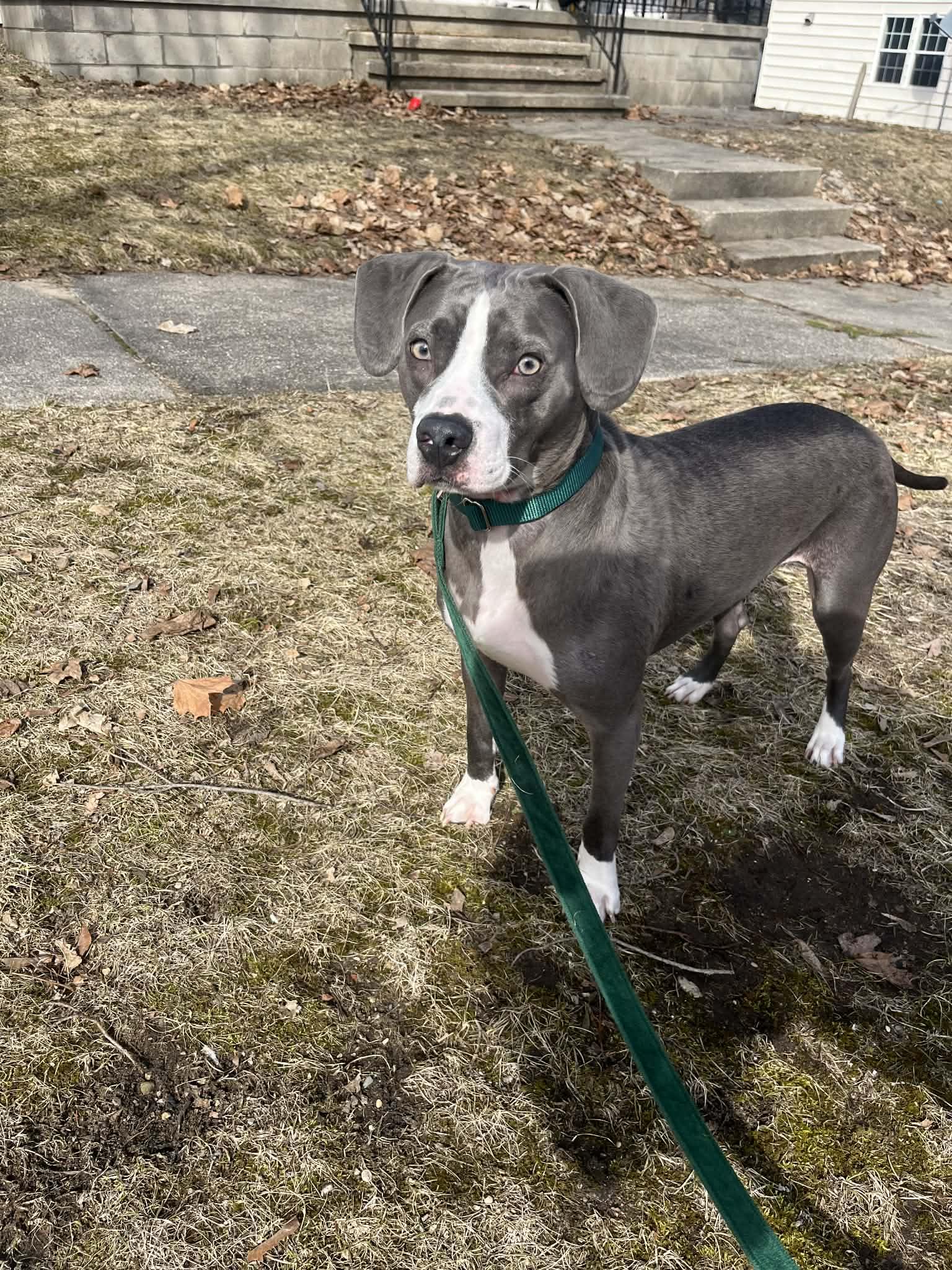 Enlarge Penelope , an adoptable Pit Bull Terrier in Grand Rapids, MI image 2/3