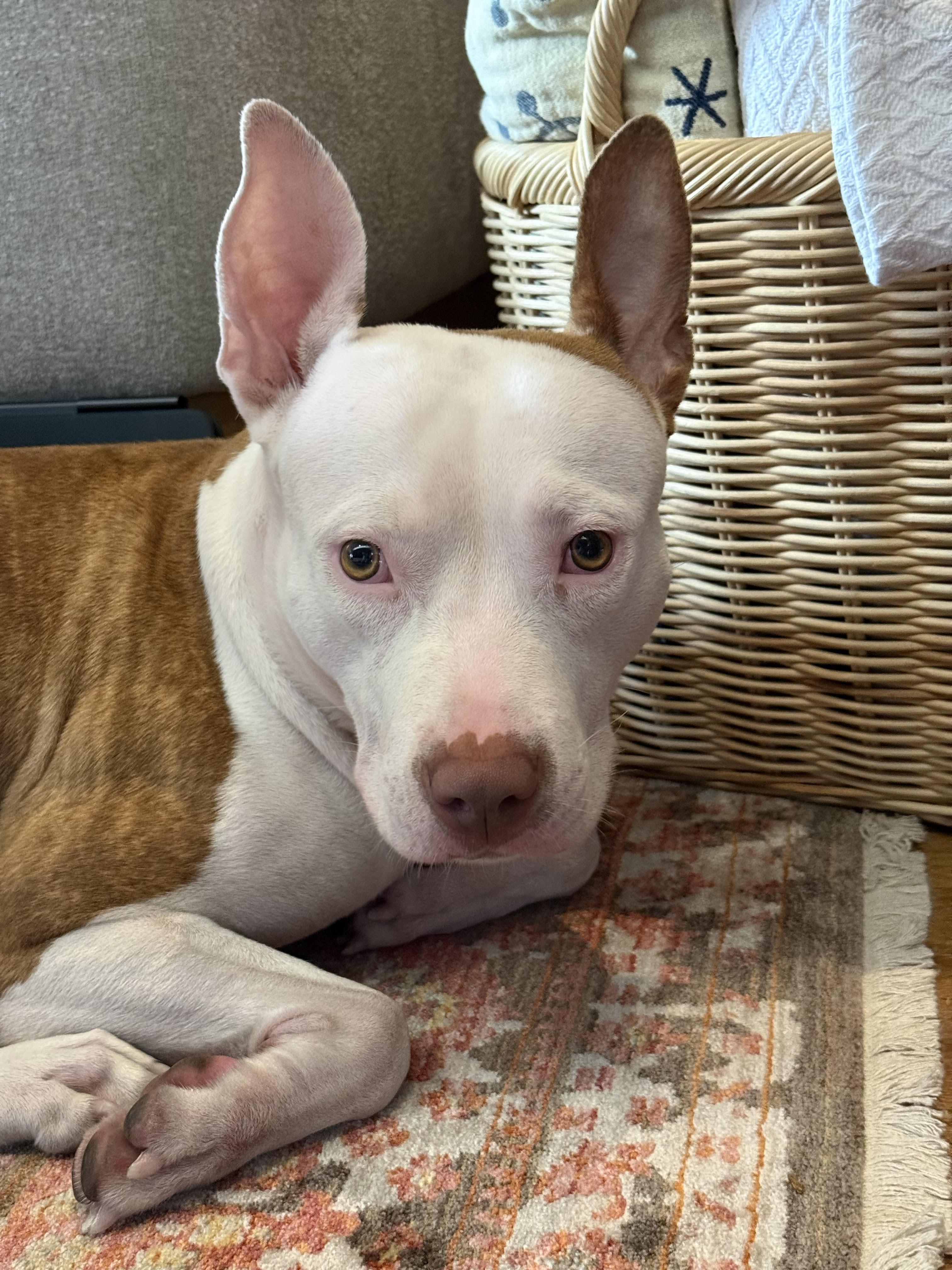 Enlarge BUNNY, a Adoptable Staffordshire Bull Terrier in New York, NY image 2/6