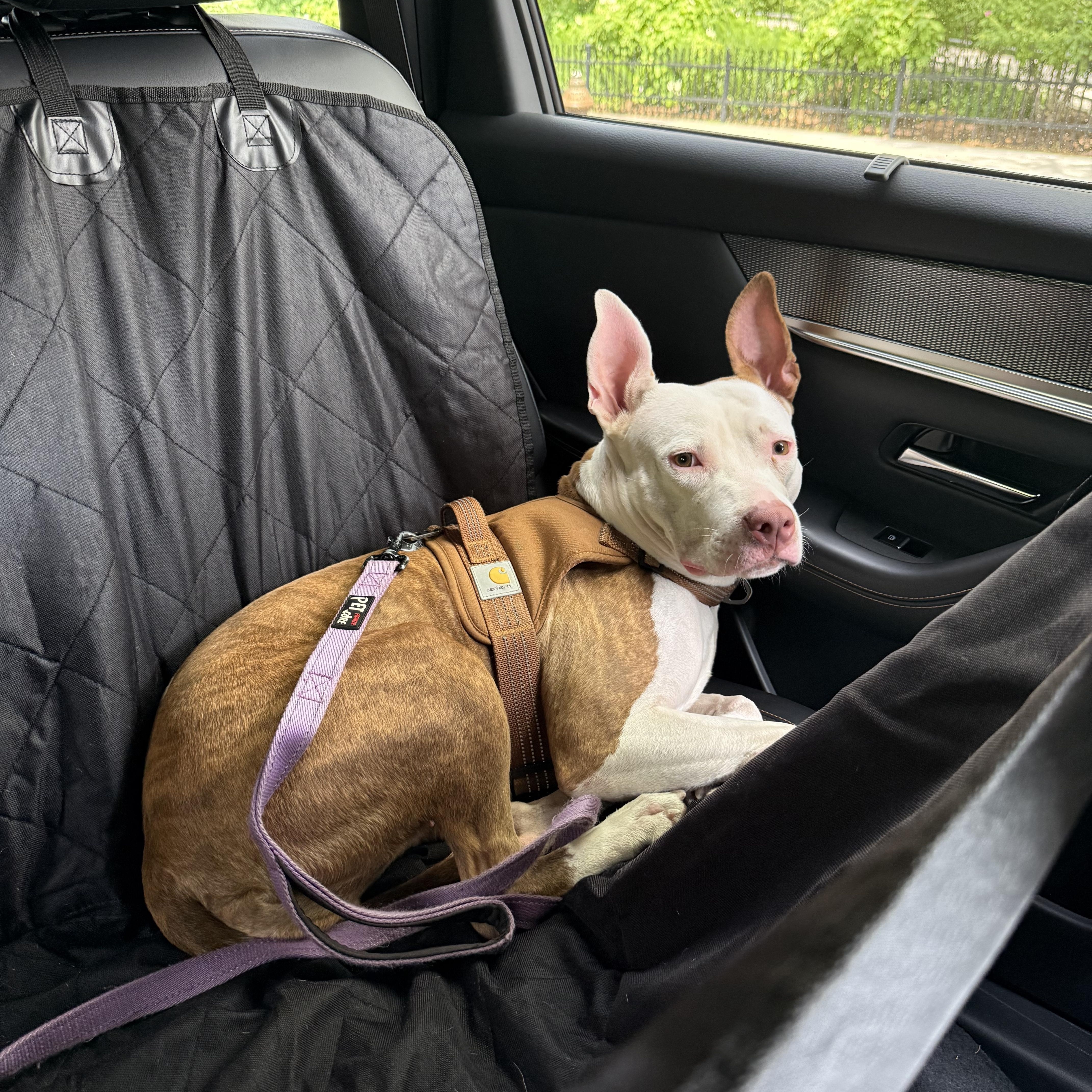 Enlarge BUNNY, a Adoptable Staffordshire Bull Terrier in New York, NY image 5/6