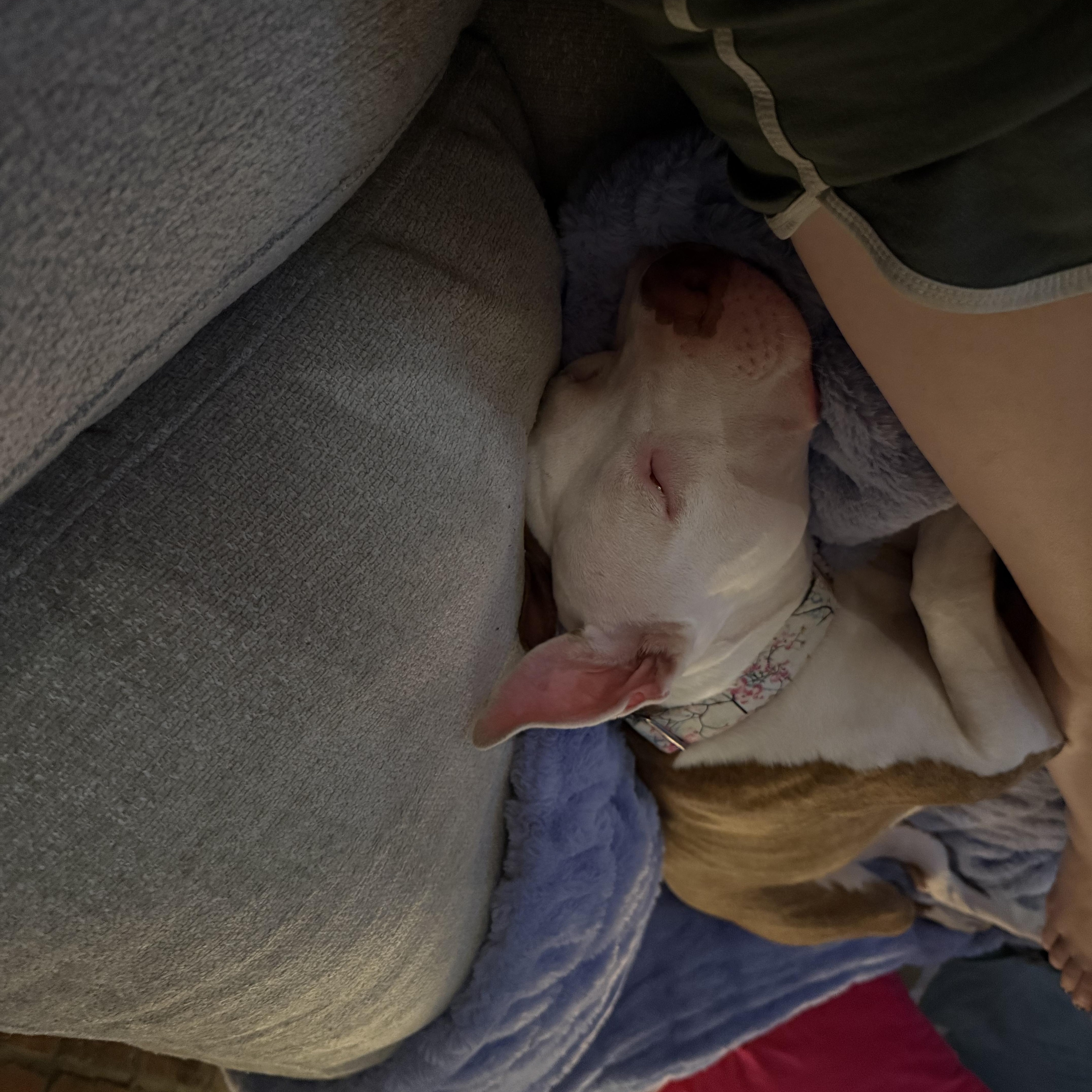 Enlarge BUNNY, a Adoptable Staffordshire Bull Terrier in New York, NY image 6/6