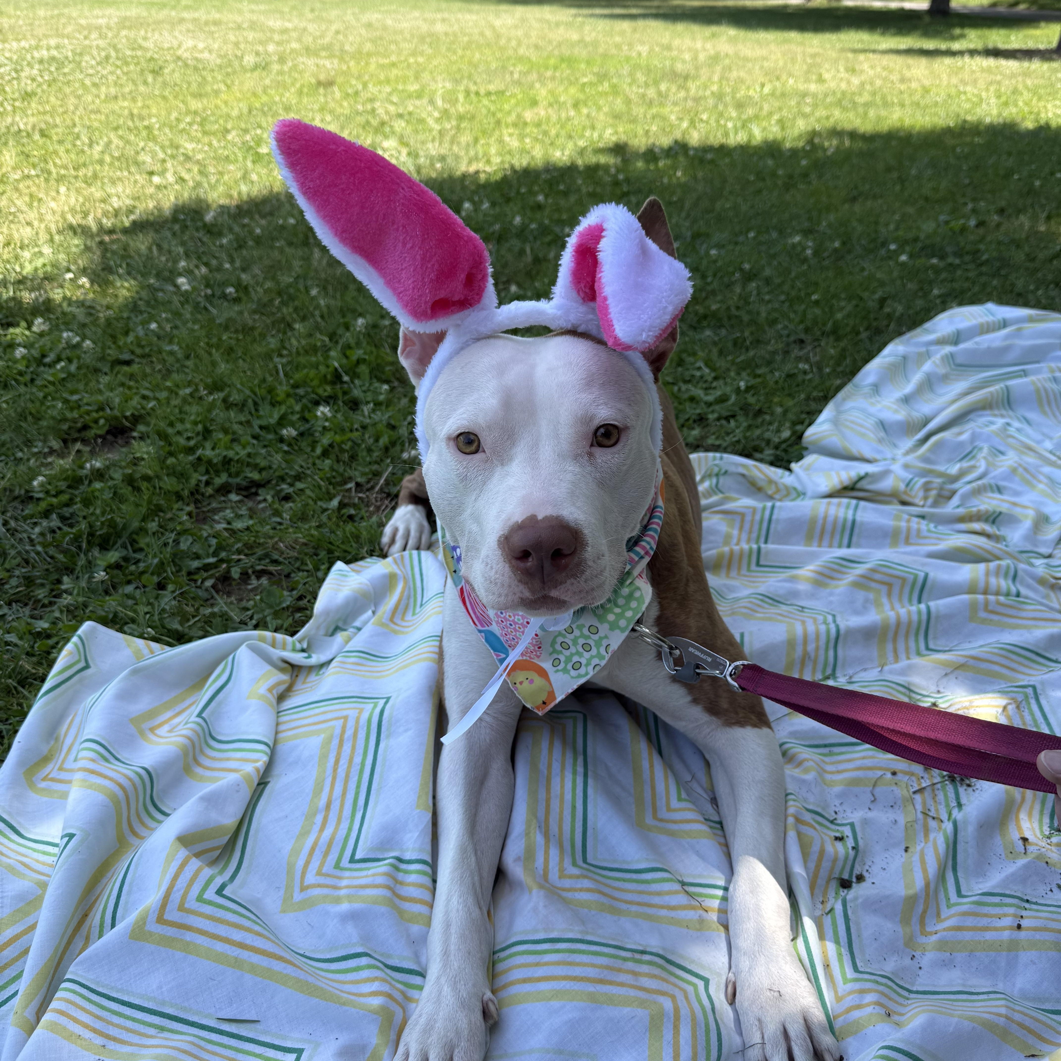 BUNNY, Adoptable, Adult Female Staffordshire Bull Terrier.