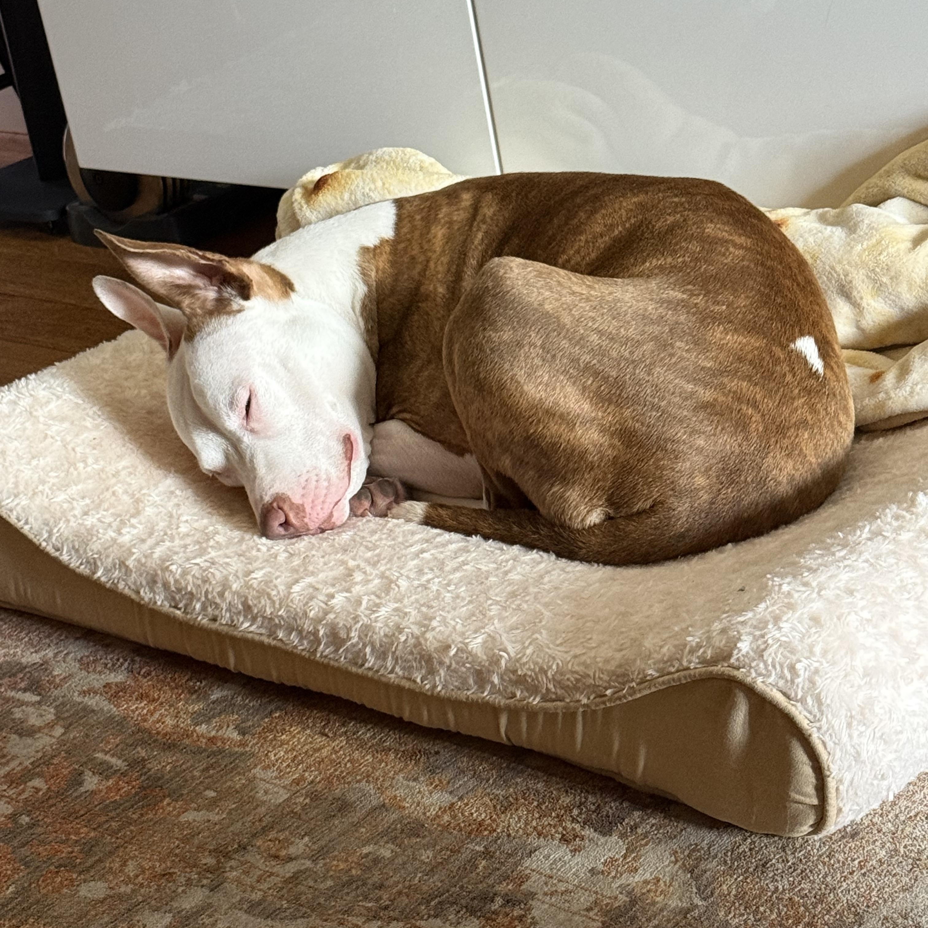 Enlarge BUNNY, a Adoptable Staffordshire Bull Terrier in New York, NY image 4/6