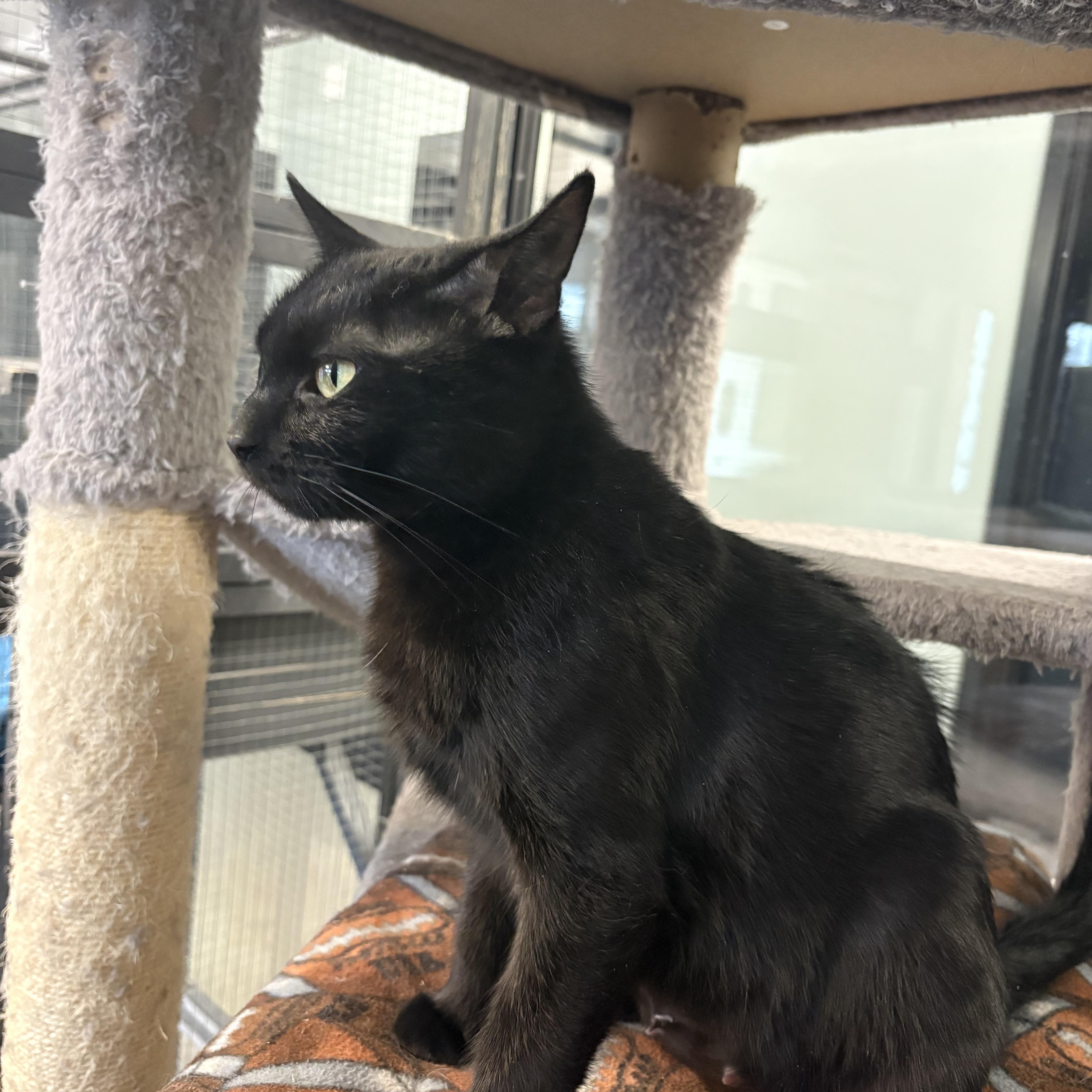 Enlarge Hazelnut , a ADOPTABLE Domestic Short Hair in Seekonk, MA image 4/4