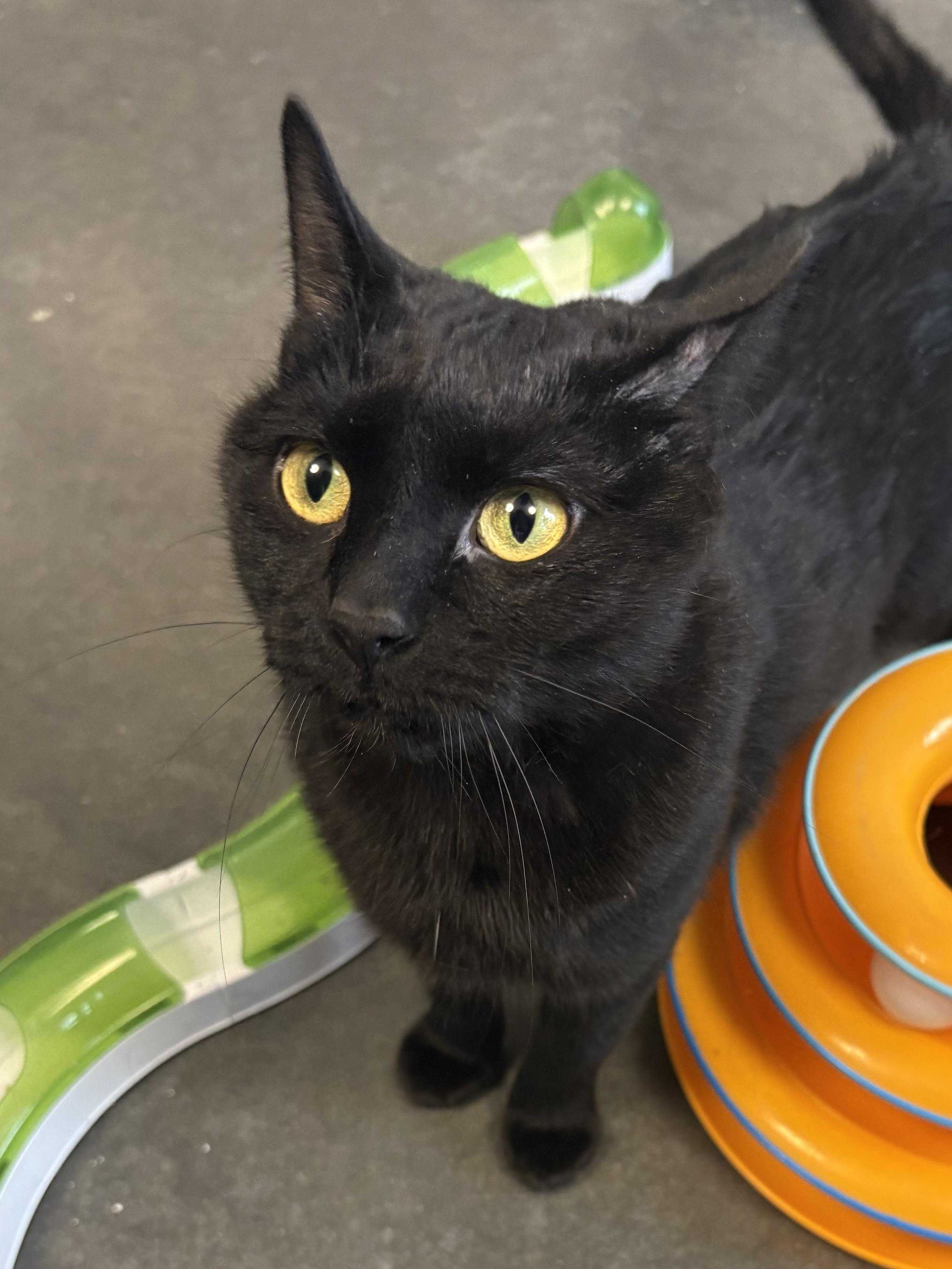 Enlarge Hazelnut , a ADOPTABLE Domestic Short Hair in Seekonk, MA image 1/4