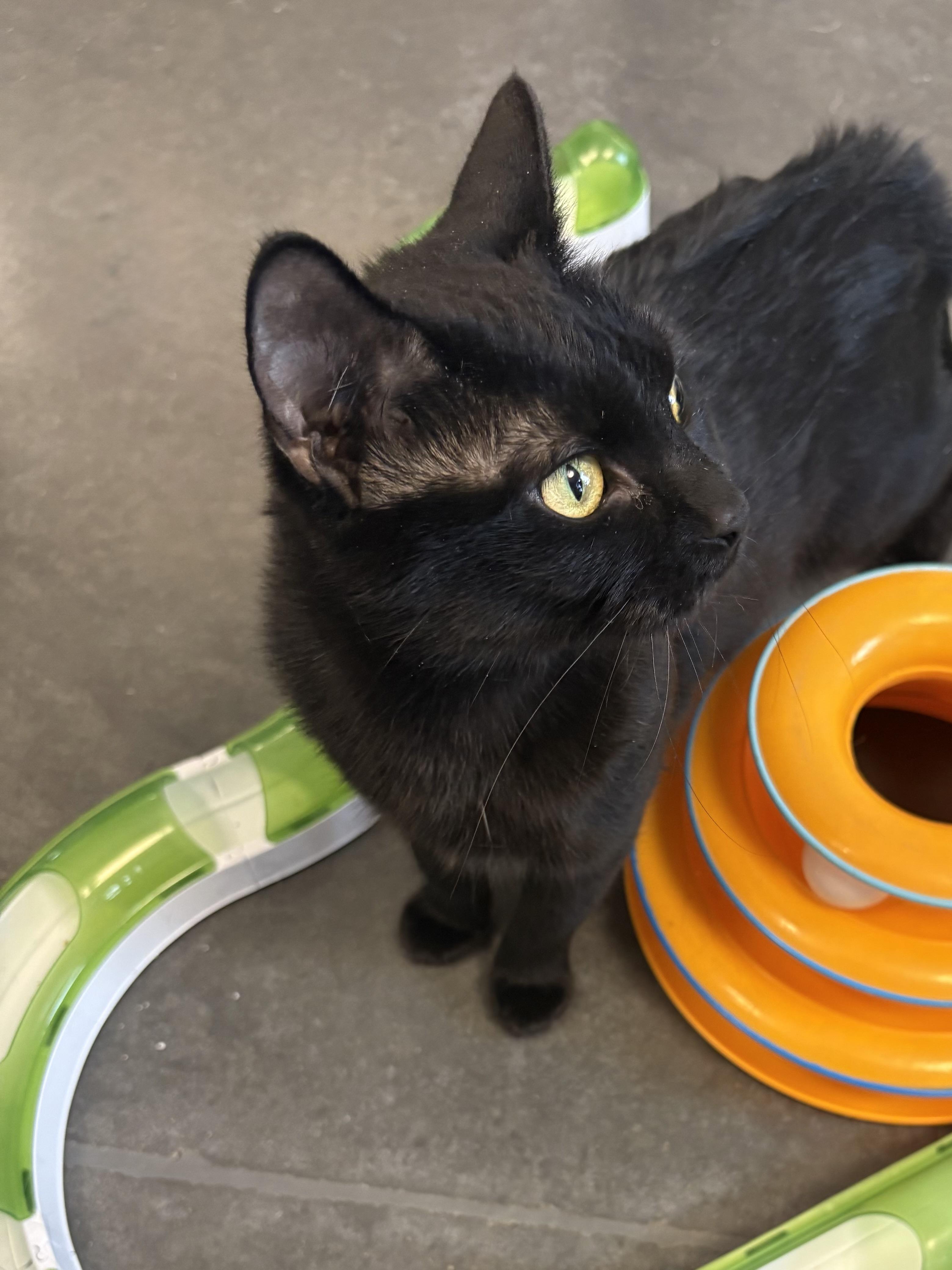 Enlarge Hazelnut , a ADOPTABLE Domestic Short Hair in Seekonk, MA image 2/4