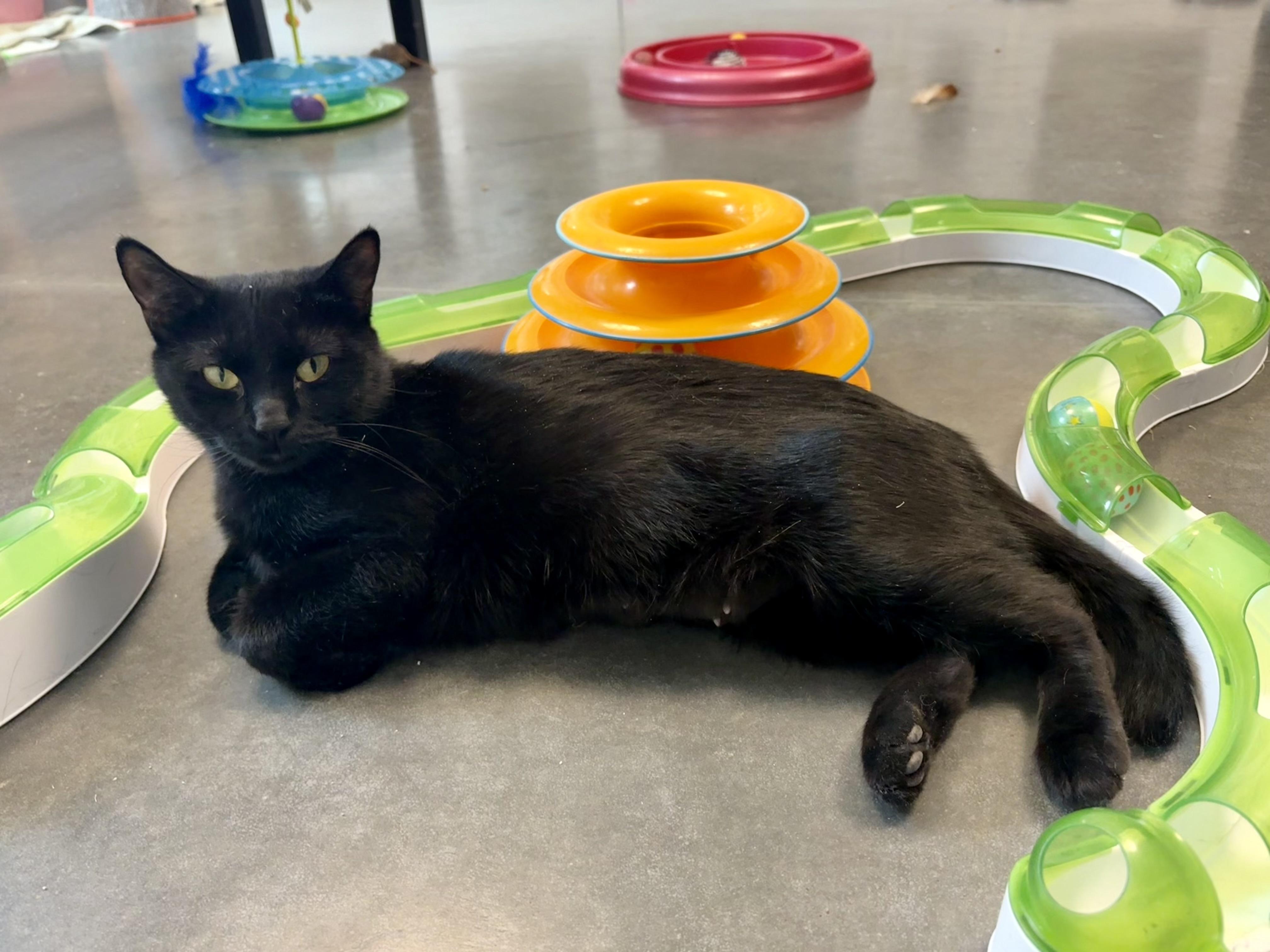 Enlarge Hazelnut , a ADOPTABLE Domestic Short Hair in Seekonk, MA image 3/4