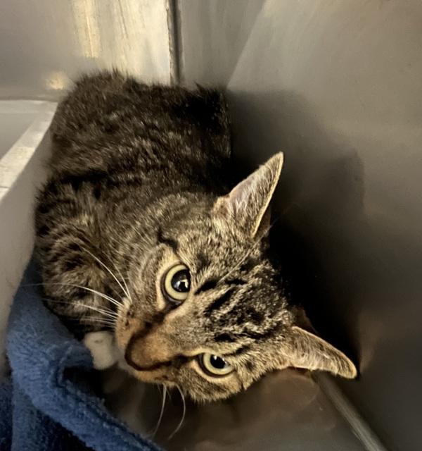 Disco, Adoptable, Young Female Domestic Short Hair.