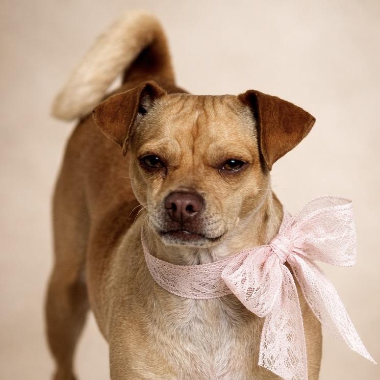 Enlarge Lyrica: 17 pounds of pure love, a Adoptable mixed breed in Austin, TX image 2/6
