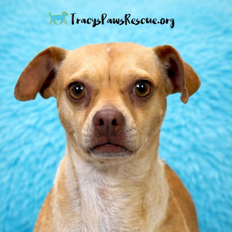 Enlarge Lyrica: 17 pounds of pure love, a Adoptable mixed breed in Austin, TX image 3/6