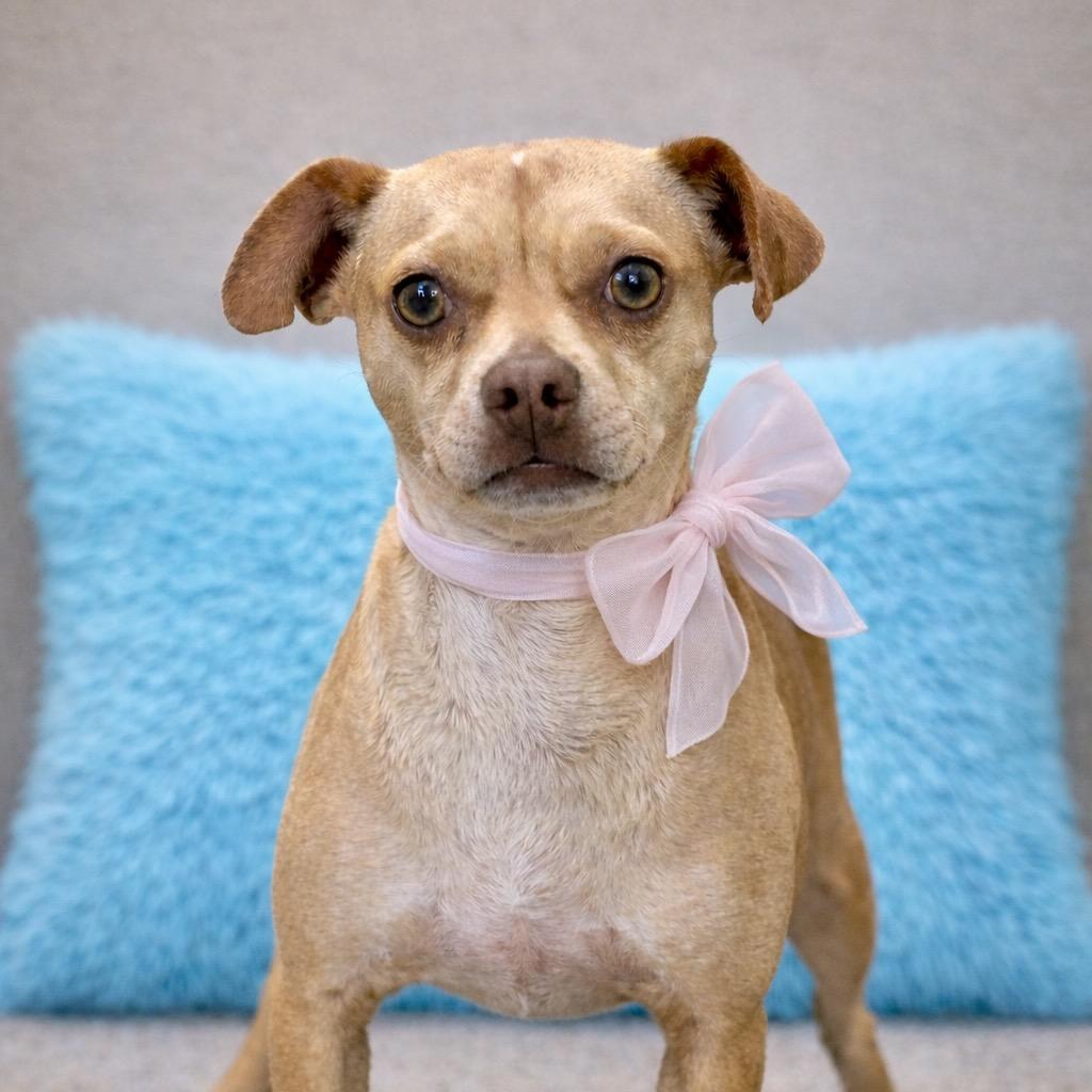 Enlarge Lyrica: 17 pounds of pure love, a Adoptable mixed breed in Austin, TX image 1/6