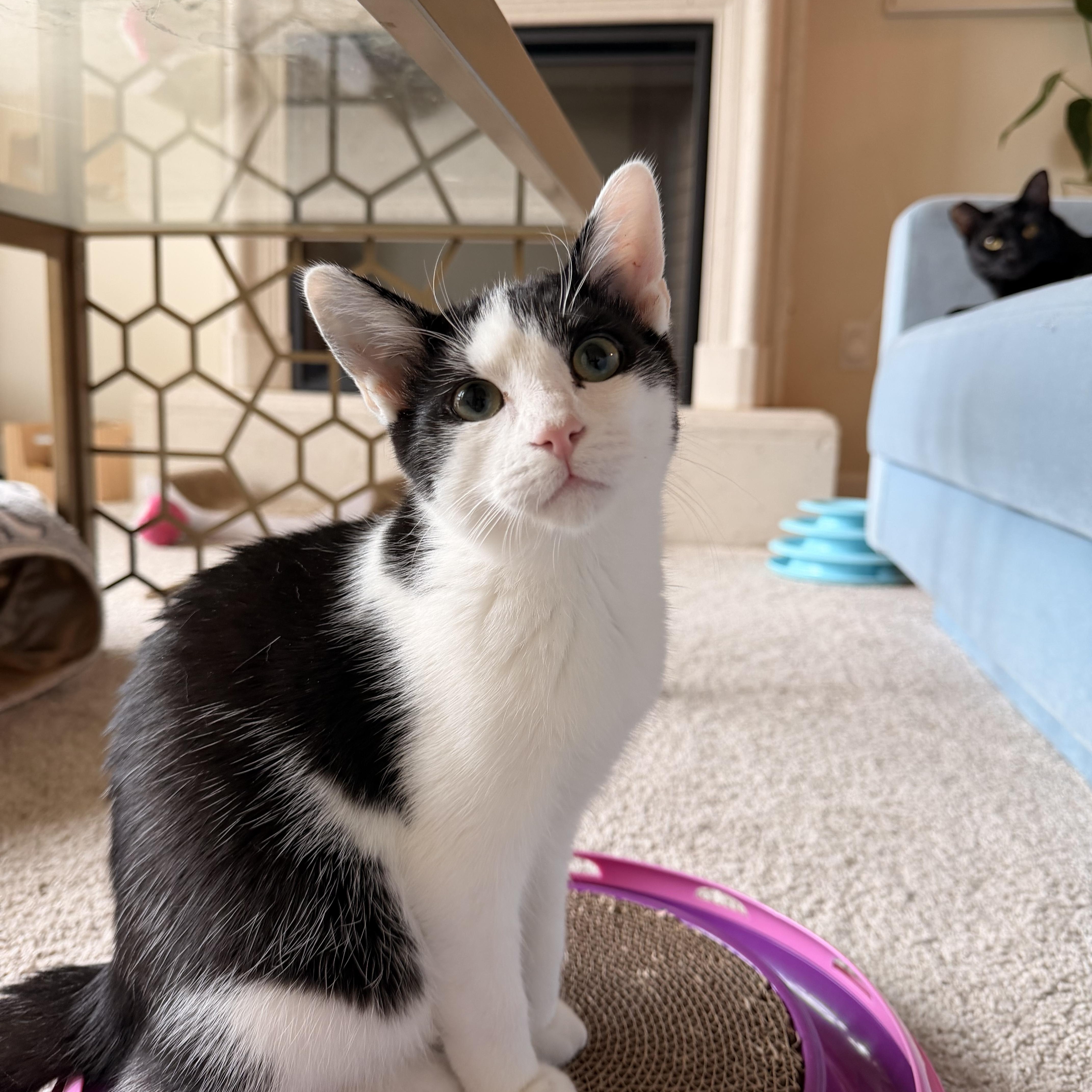 Ricky, Adoptable, Kitten Male Tuxedo.