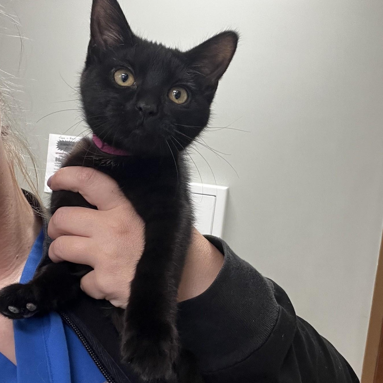 Enlarge Eden, a ADOPTABLE Domestic Short Hair in Yorkville, IL image 1/1
