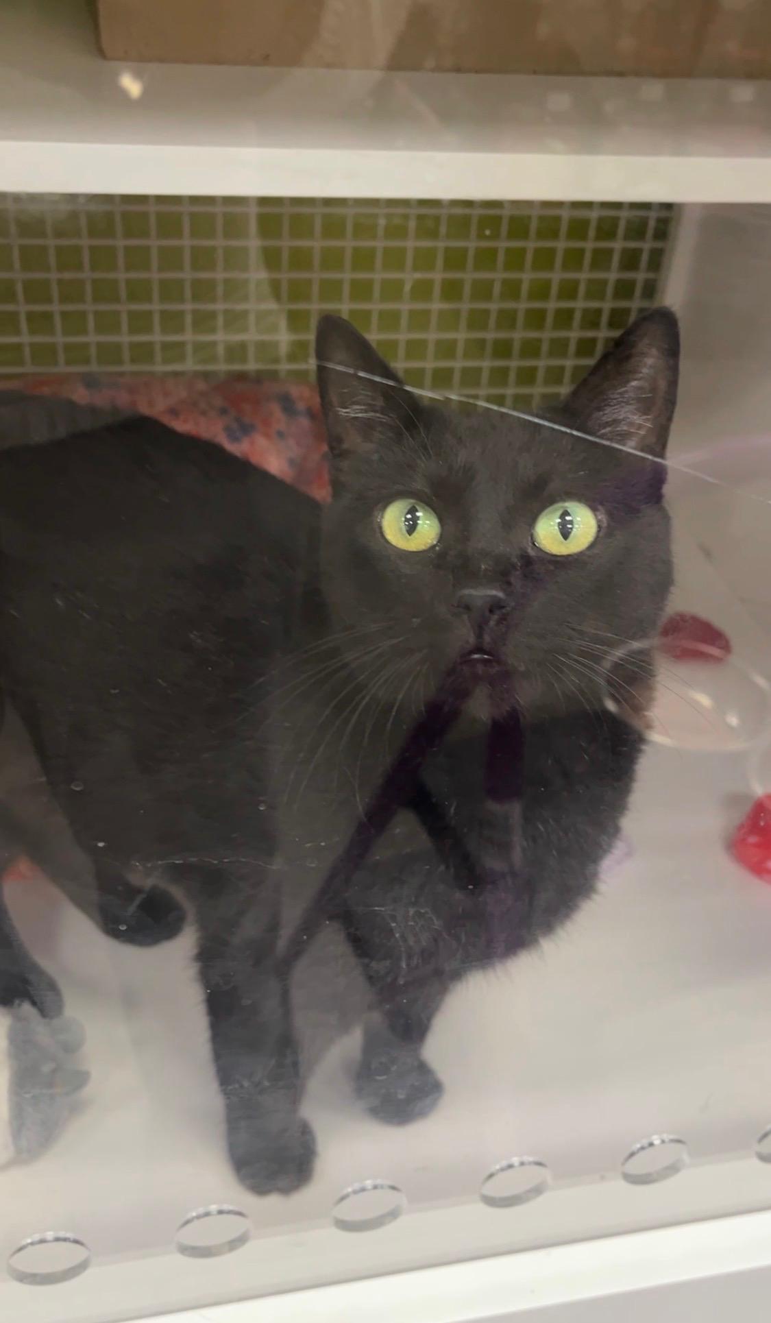 Enlarge Merlot INDOOR ONLY , an adopted mixed breed in Elk Grove, CA image 1/6