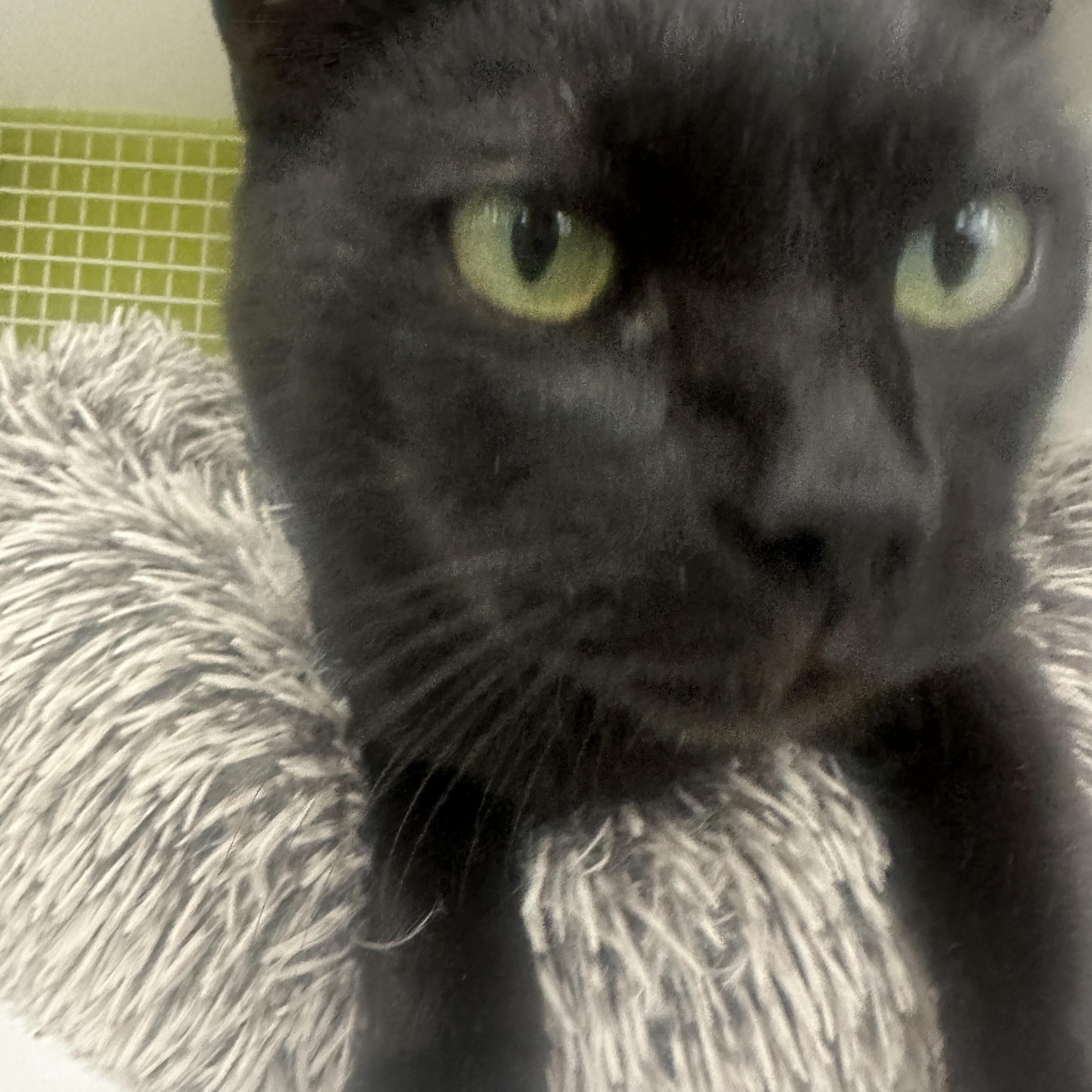 Enlarge Merlot INDOOR ONLY , an adopted mixed breed in Elk Grove, CA image 5/6