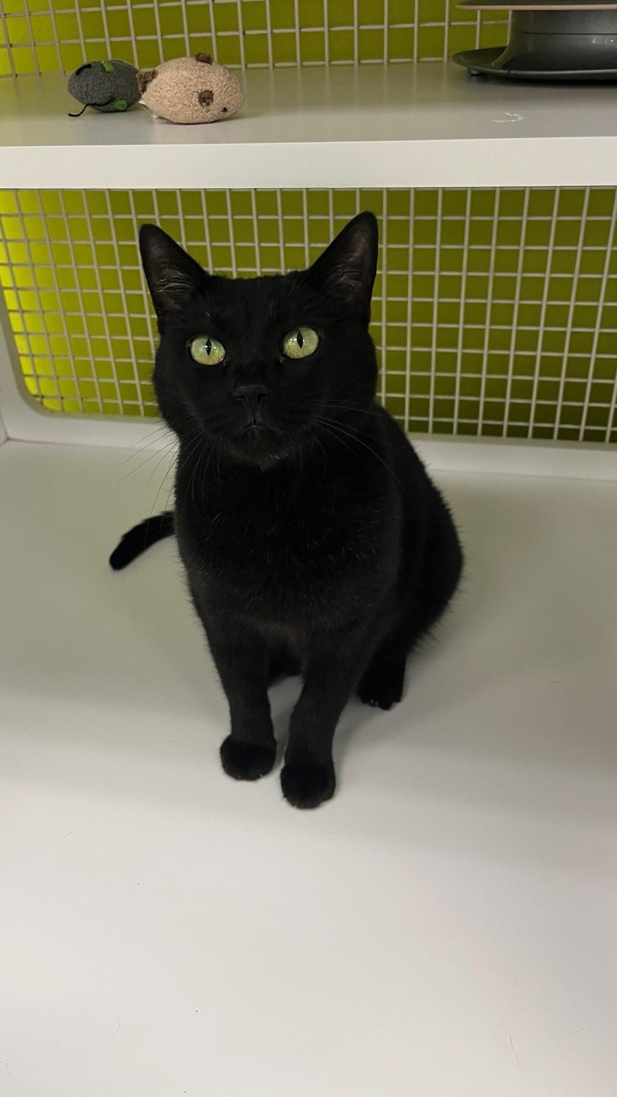 Enlarge Merlot INDOOR ONLY , an adopted mixed breed in Elk Grove, CA image 6/6