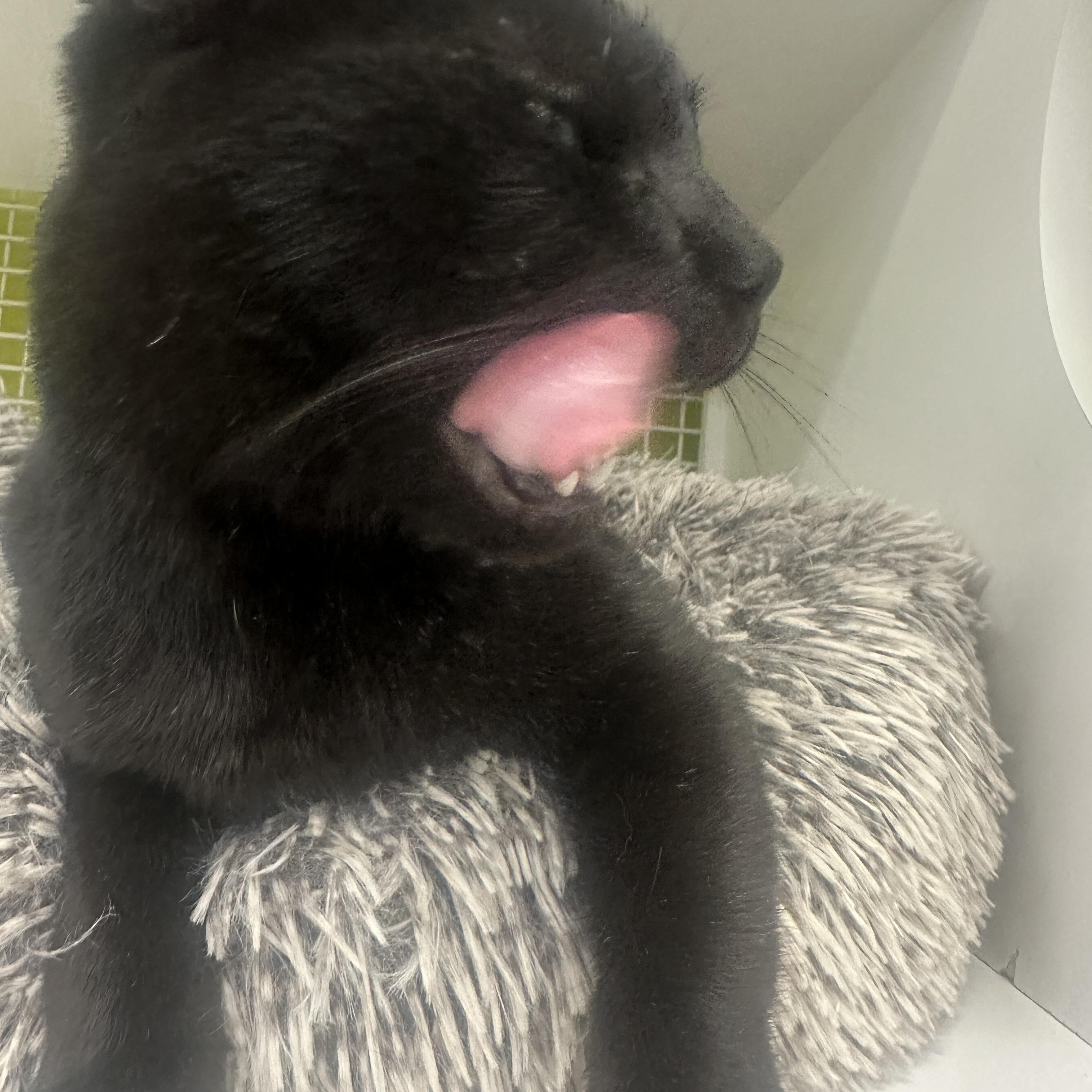 Enlarge Merlot INDOOR ONLY , an adopted mixed breed in Elk Grove, CA image 4/6