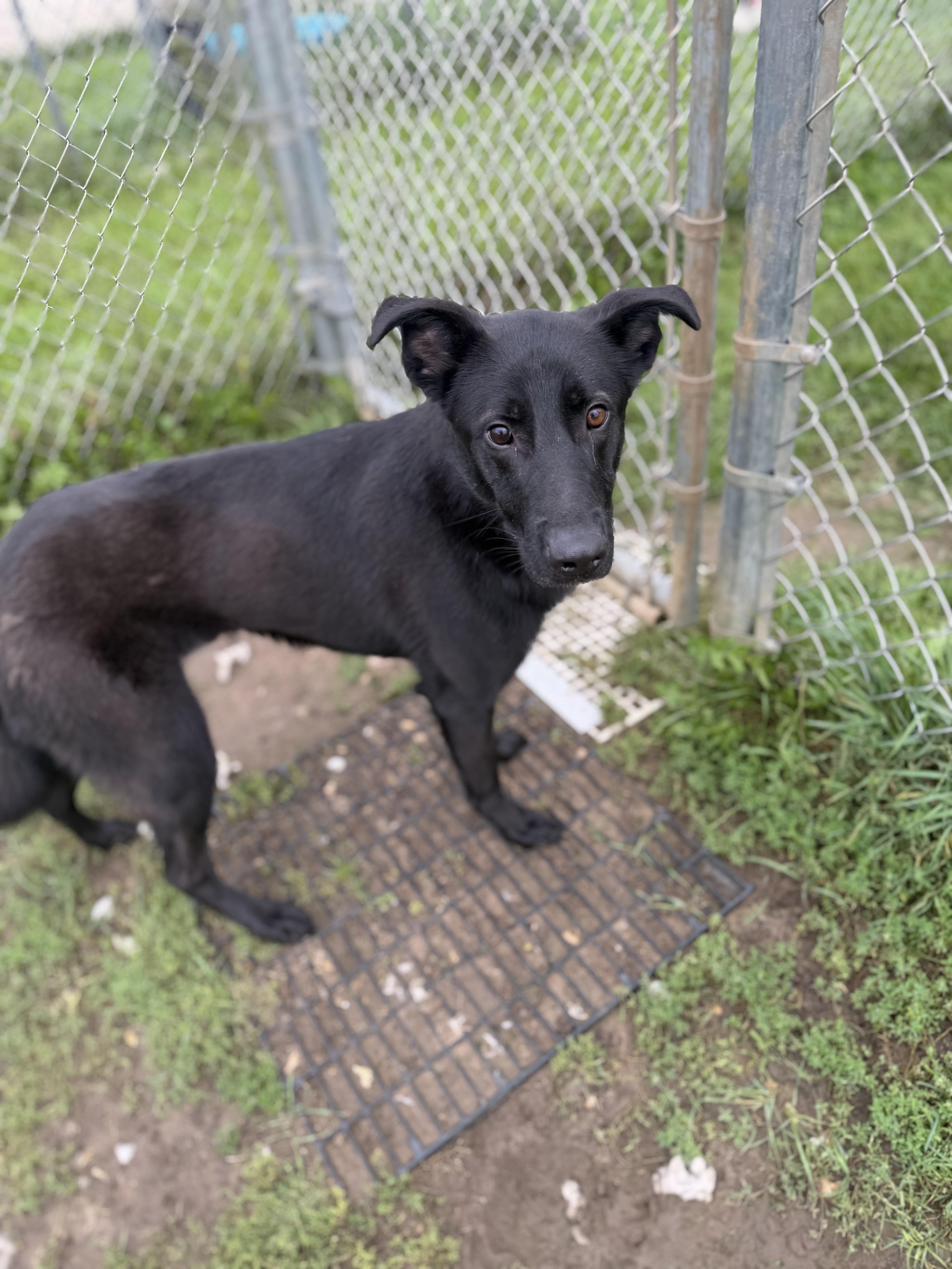 Sam, Adoptable, Adult Male Labrador Retriever.