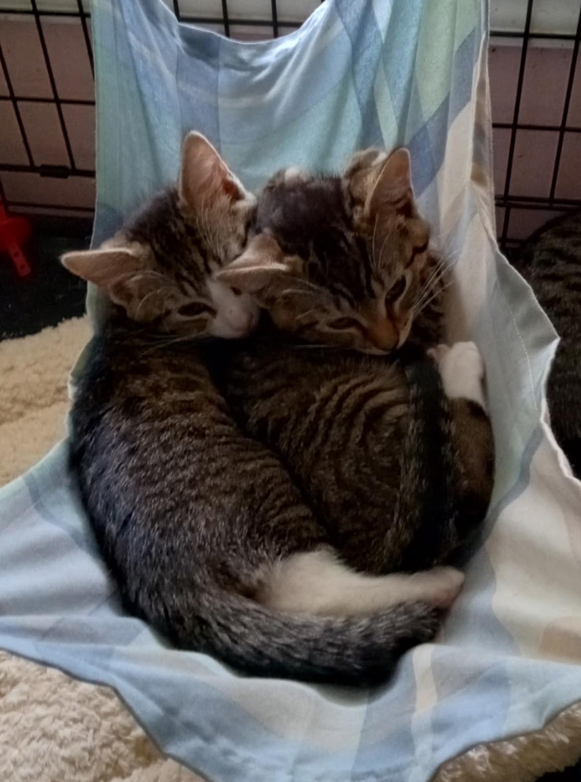 COLTER and SHAW ~ Bonded Brothers, Baby Male unknown