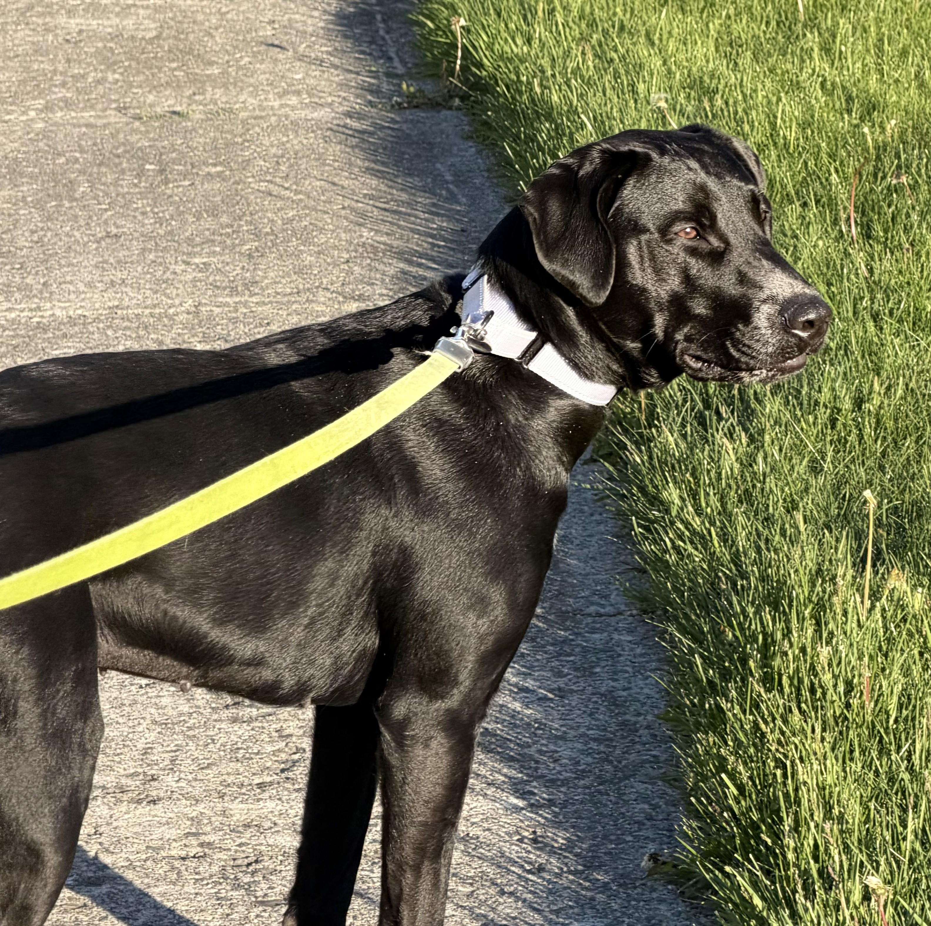 Enlarge Desi, a Adoptable mixed breed in Albany, NY image 2/6